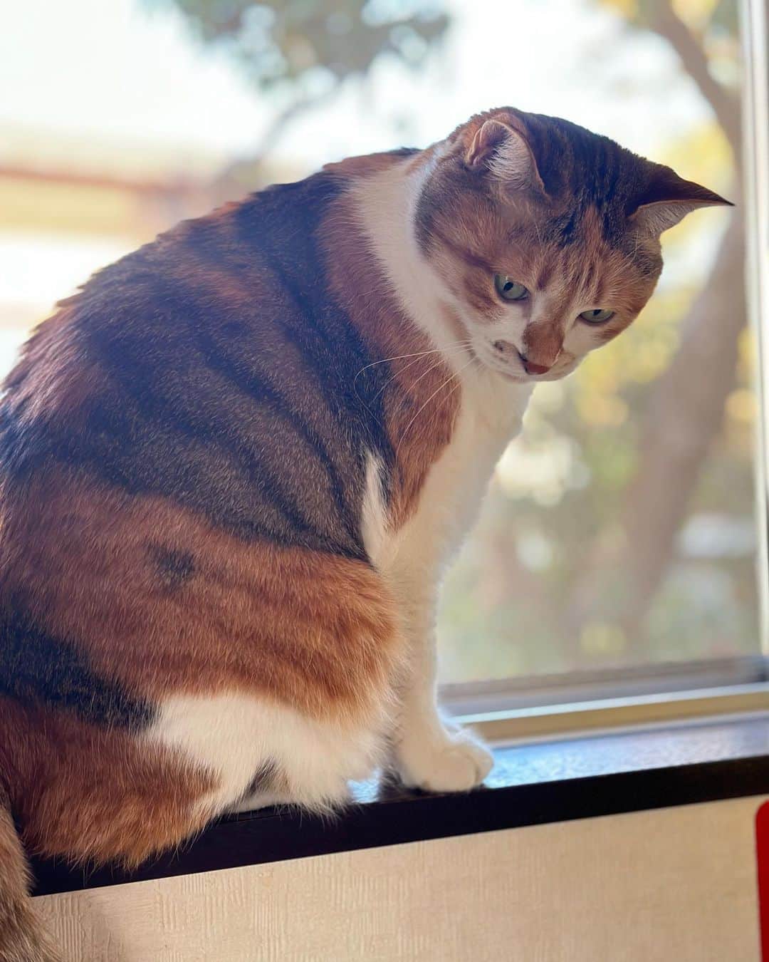 山田稔明さんのインスタグラム写真 - (山田稔明Instagram)「おはよ。窓際のチミータ。 #ポチ実 #三毛猫」11月5日 10時46分 - toshiakiyamada