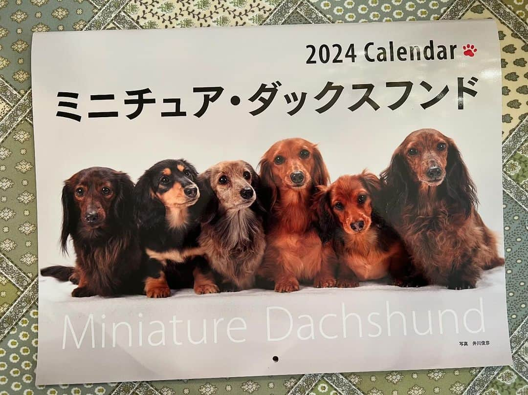 岩崎宏美のインスタグラム：「井川俊彦さん撮影のカレンダーに、愛犬シンバの赤ちゃんの時の写真が掲載されています❗️ 誠文堂新光社さんから三種類出ています。 是非お手に取ってみて下さい❗️ ヨシリンは可愛すぎると泣いて喜んでます。 本当に可愛いです❤️ #誠文堂新光社 #井川俊彦 #2024年カレンダー #ミニチュアダックスフンド」