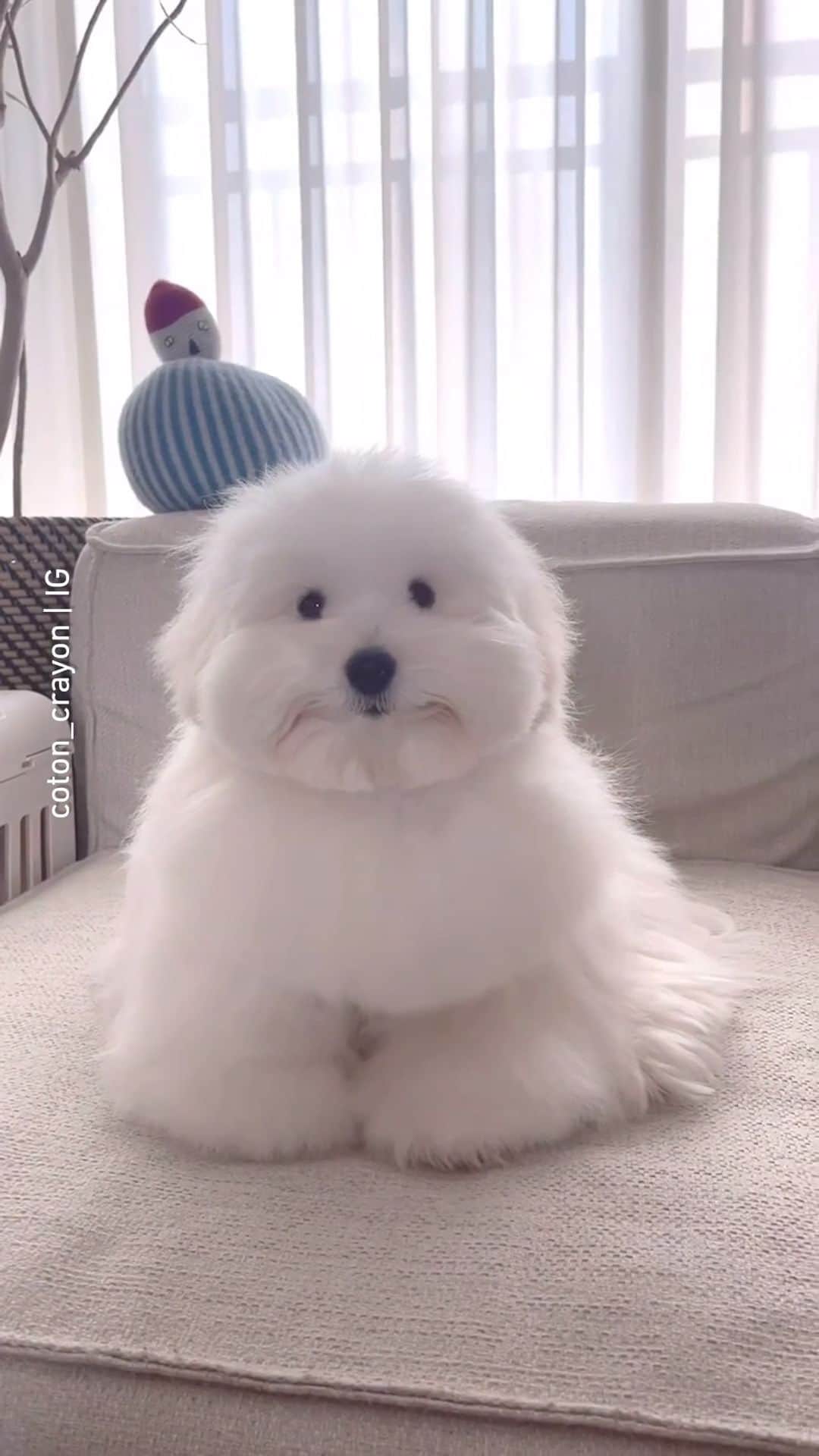 のインスタグラム：「what kind of marshmallow is this 📹 @coton_crayon - #barked #dog #doggo #CotonDeTulear」