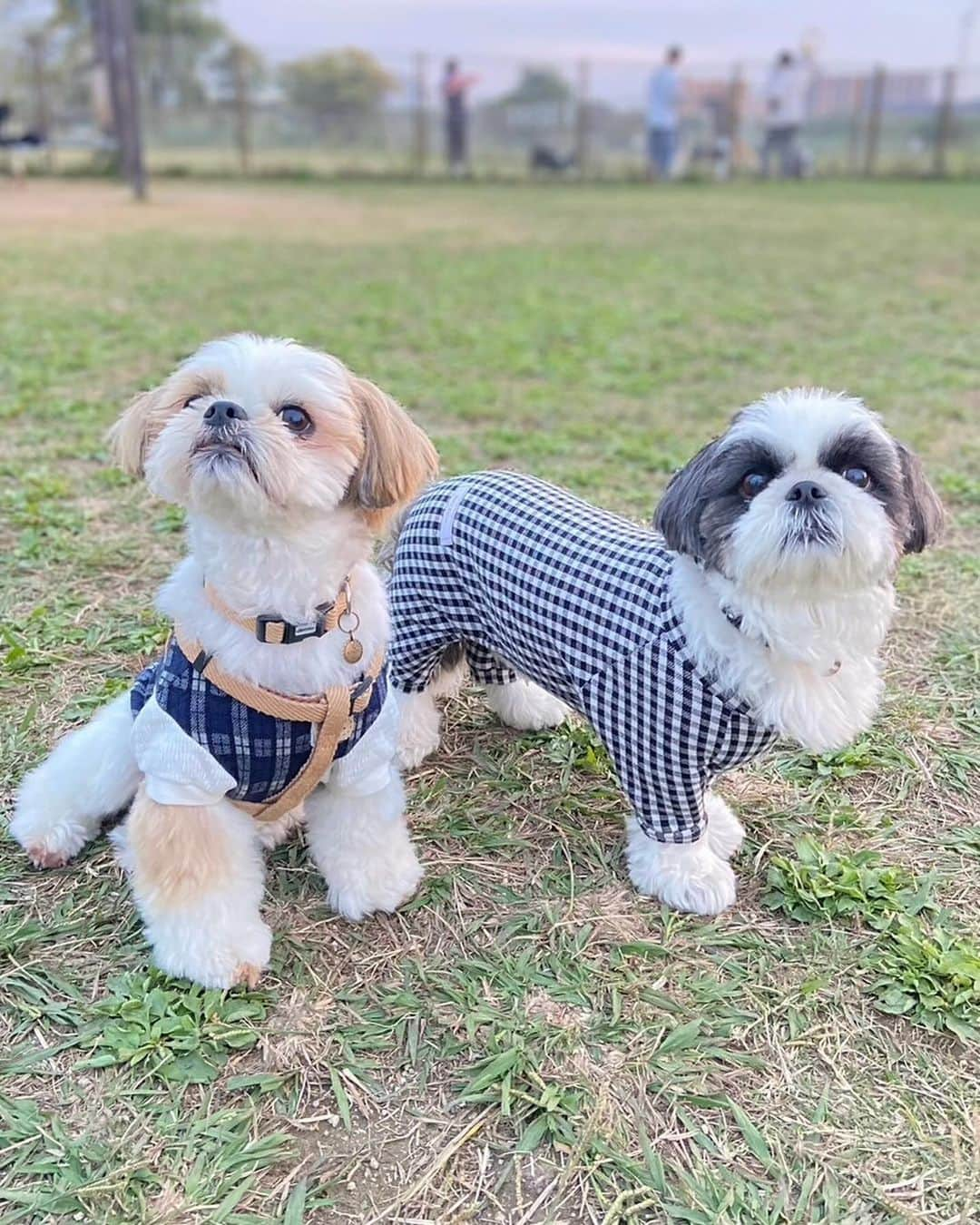 いくらさんのインスタグラム写真 - (いくらInstagram)「昨日は久しぶりに幹ちゃん家へ“突撃ノリスケ”してきたよ🐶🏠🤙 ・ ※ノリスケとはサザエさんのノリスケさんみたいに人様の家族に溶けこんで過ごすこと🤣🍵 ・ 幹ちゃん家到着してすぐにソファを占領する図々しさは健在😂🙌 ・ まるっとさんに行ったり“行く行く詐欺”をしていたドッグランにも連れて行ってもらえて大満足😍✨ ・ どんぶりやハル君とも遊べて良かったー🤤💕 ・ 幹ちゃん&幹パ&幹マ、今回もたくさん遊んでくれてありがとう😍🙏 ・ また“ノリスケ”よろしくね🤩🙌 ・ 幹太＆いくらの様子は幹マ＆幹パのアカウントでどんぞ💁 ・ @tonko_kanta0716  @kantakopapa  ・ ・ ・ #ありがとう #のりすけ #シーズーズ #シーズー #dog #犬 #いぬすたぐらむ #shihtzu #dogstagram #犬のいる暮らし #シーズー大好き部 #ふわもこ部 #わんこ #いぬのきもち #いぬ #犬との暮らし #いぬのいる暮らし #shihtzulovers #shihtzusofinstagram #shihtzugram #shihtzunation #shihtzus #shihtzumania #shihtzulover」11月5日 20時45分 - i_am_ikura