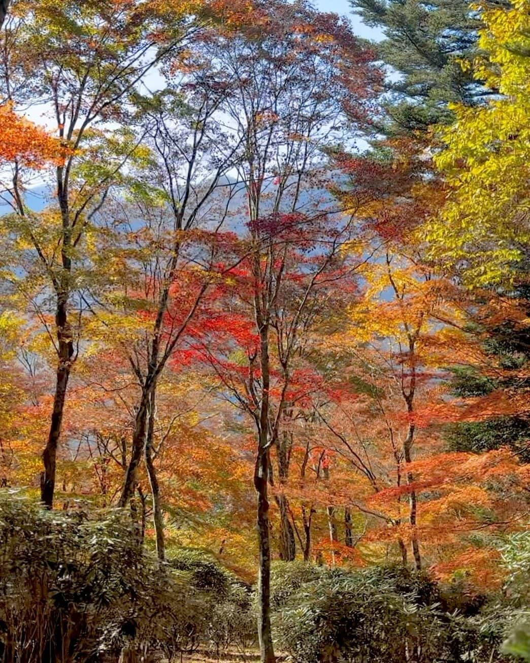 由架子 川野のインスタグラム：「@mitsuminejinja の奥宮に紅葉を見がてら行ってきました🍁  朝6時半に家を出て、着いたのは12時を過ぎていました😂 それだけに登頂した時は感動したな〜✨ そして道の駅で食べるアイスってなんで特別美味しいのか謎。。。🍨  #三峰神社#三峰神社奥宮」