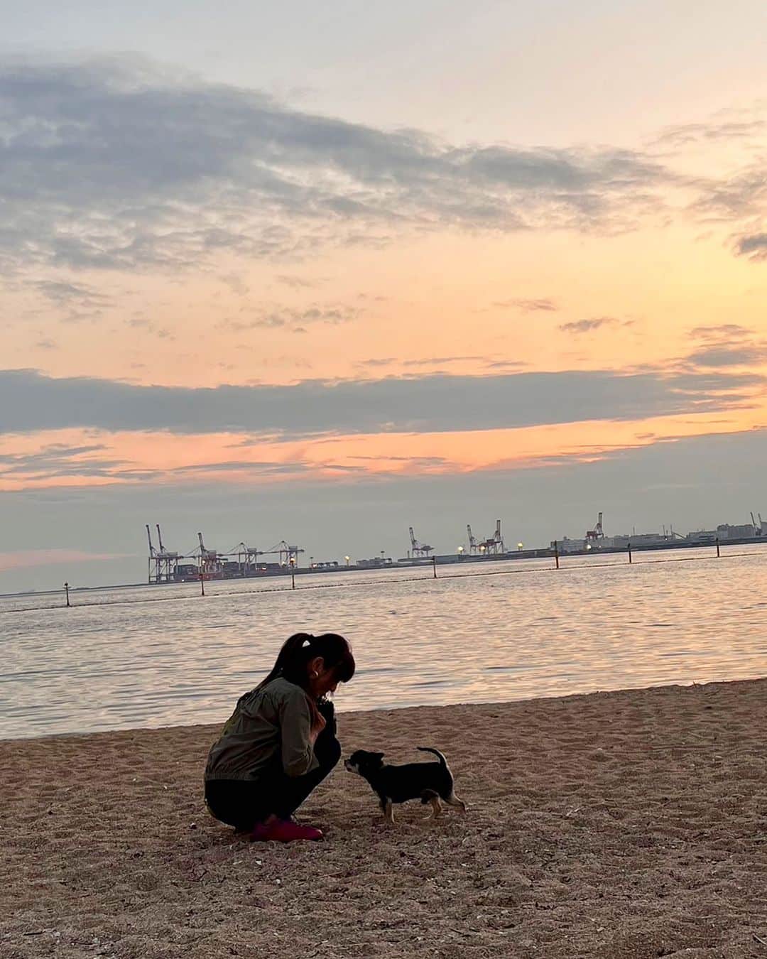 山田佳子のインスタグラム：「夕暮れ時のお散歩…♪🐶☺️🎵 ⁡ #涼しくて #気持ちいい #愛犬 #チワワ #チワワのいる生活  #犬とお散歩 #夕暮れ時」
