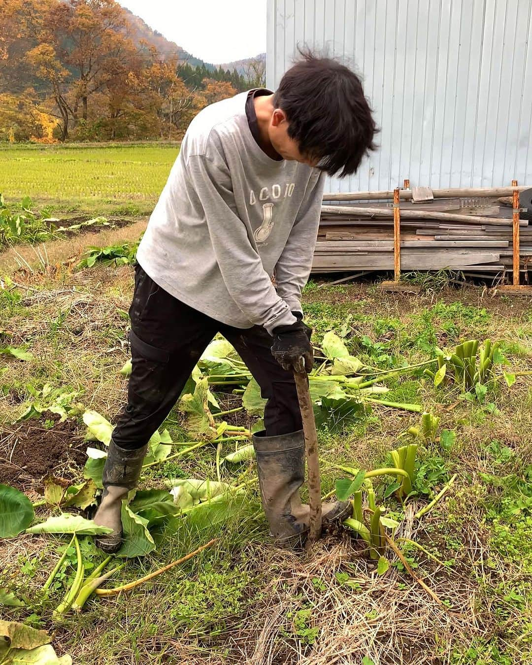 本坊元児のインスタグラム：「里芋、長ネギ付き映画チケット用に、里芋を収穫しました！ 今年は実付きも大きさも悪かったですが、30人分確保しました！ まだ販売してますので、ご注文お待ちしてます！ #本坊ファーム #映画脱東京芸人 #里芋付き映画チケット」