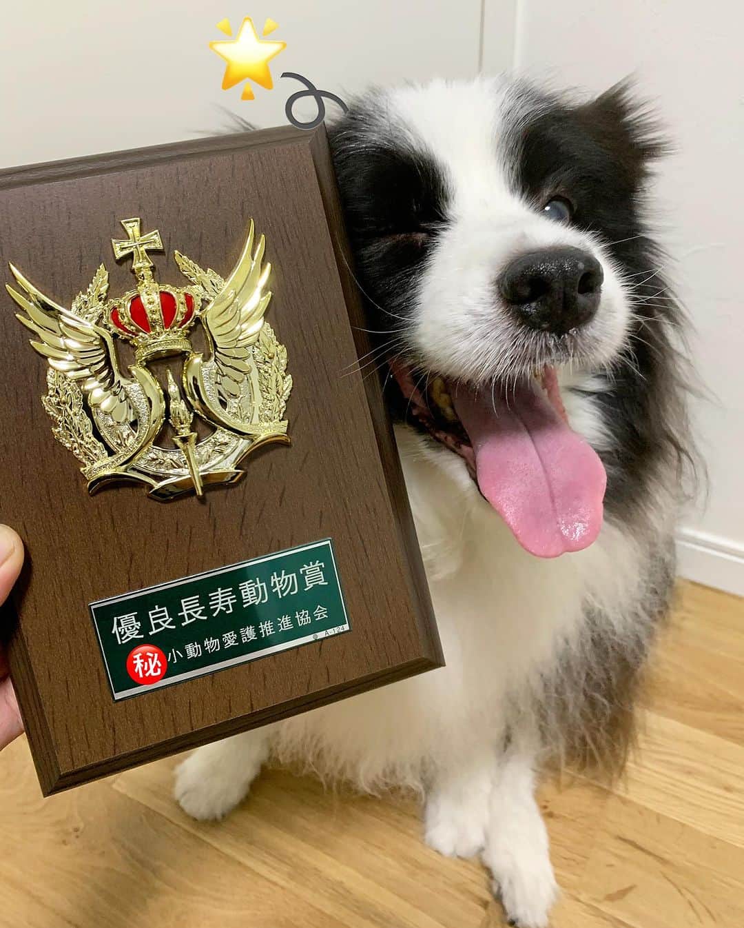 犬バカ部宣伝部長のインスタグラム：「✨そらちゃん長寿犬として市から表彰状と盾を いただきました🐼💕 ⁡ 僕でもこんな大きい盾もらったことないのに🥺 そらちゃんやるね👌 ⁡ 優良長寿犬の選定基準に 近隣に迷惑をかけない！って文章があって 笑っちゃった🤣だれでもシッポぶんぶんだもんね🤣 ⁡ そらちゃんおめでとう🎊㊗️ ⁡ #犬バカ部 #bordercollie #ボーダーコリー #dog #犬 #白黒 #そら #ふにゃボダ部 #ボダ娘」