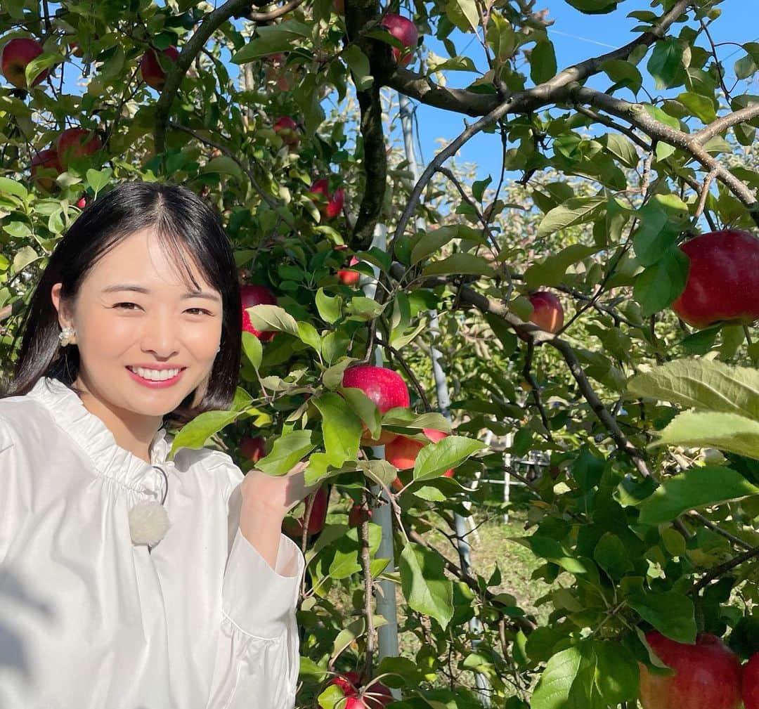 角田奈緒子のインスタグラム：「🍎 日曜NスタのSunトピも きょうから復帰しました😊  群馬のりんごをご紹介🍎 ぐんま名月という品種のりんごを初めて食べたのですが 甘味が強くてとても美味しかったです🍏 原田農園さんではふじやぐんま名月の他、 自家製のりんごバウムもいただきました😋 いまが旬のりんごをたっぷり堪能させていただきました✨  #nスタ #日曜nスタ #sunトピ  #りんご #りんご狩り」