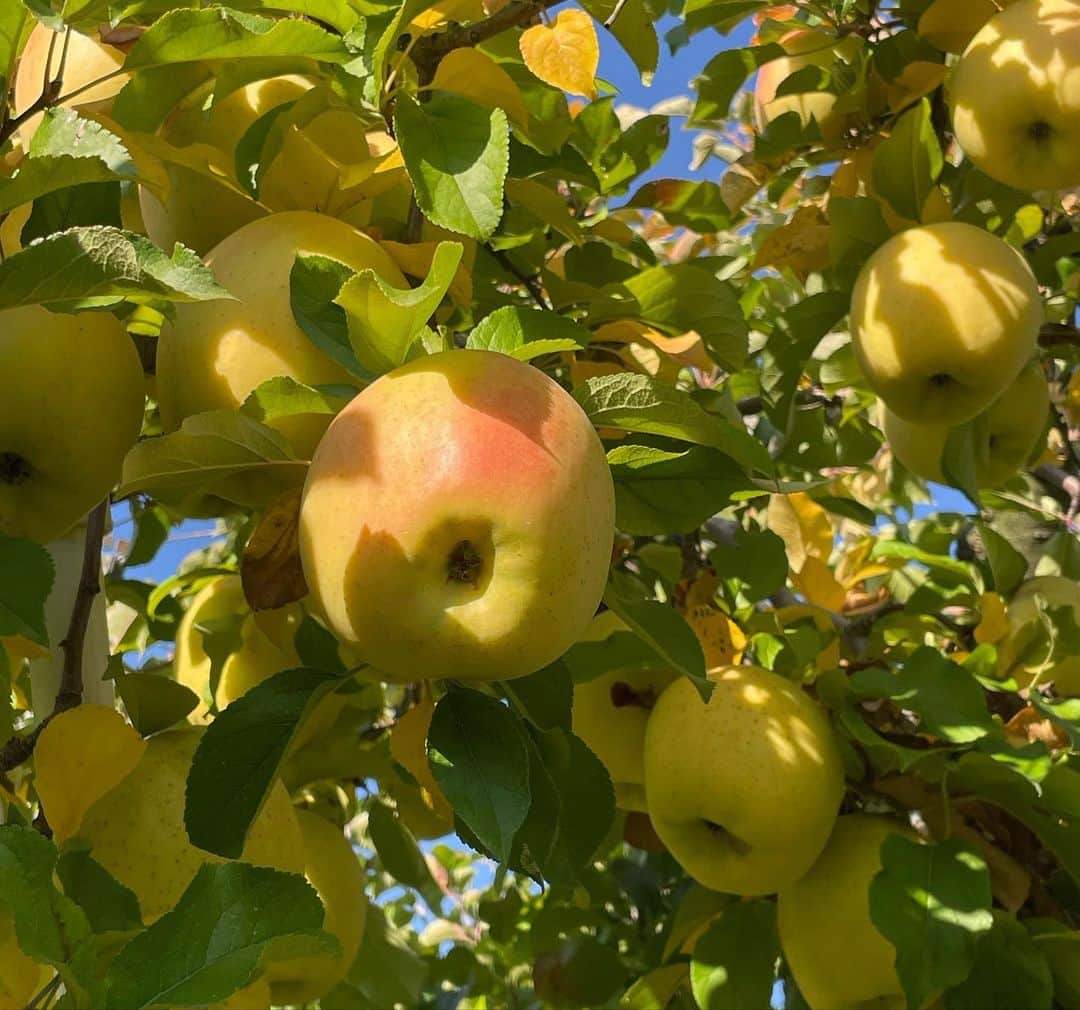 角田奈緒子さんのインスタグラム写真 - (角田奈緒子Instagram)「🍎 日曜NスタのSunトピも きょうから復帰しました😊  群馬のりんごをご紹介🍎 ぐんま名月という品種のりんごを初めて食べたのですが 甘味が強くてとても美味しかったです🍏 原田農園さんではふじやぐんま名月の他、 自家製のりんごバウムもいただきました😋 いまが旬のりんごをたっぷり堪能させていただきました✨  #nスタ #日曜nスタ #sunトピ  #りんご #りんご狩り」11月5日 20時59分 - naokoon1122