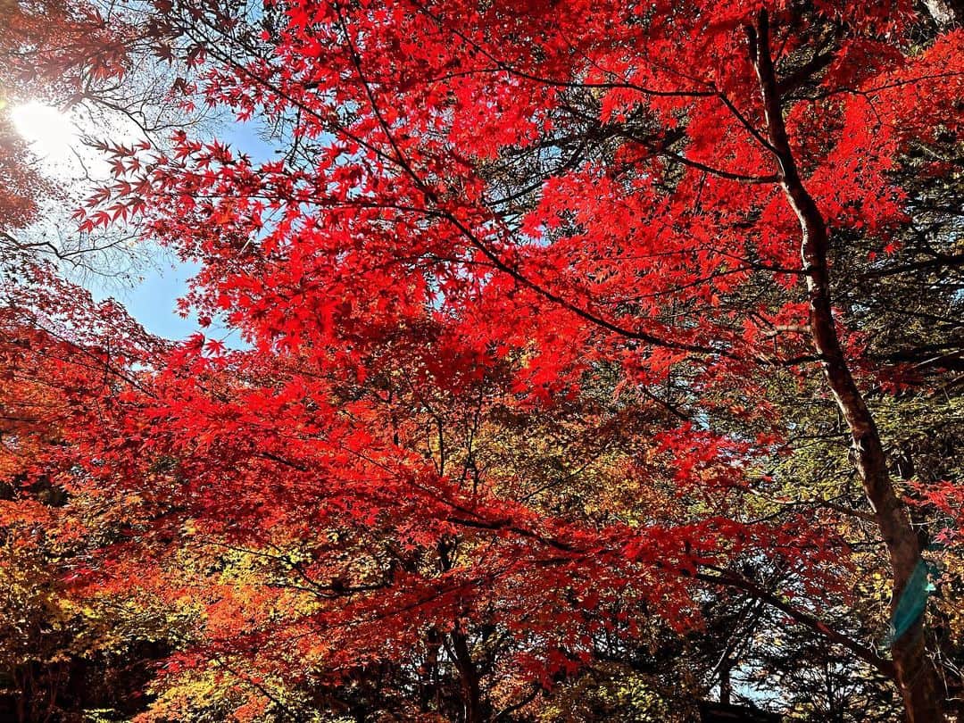吉田正樹さんのインスタグラム写真 - (吉田正樹Instagram)「この秋」11月5日 20時59分 - yoshidamasaki.p