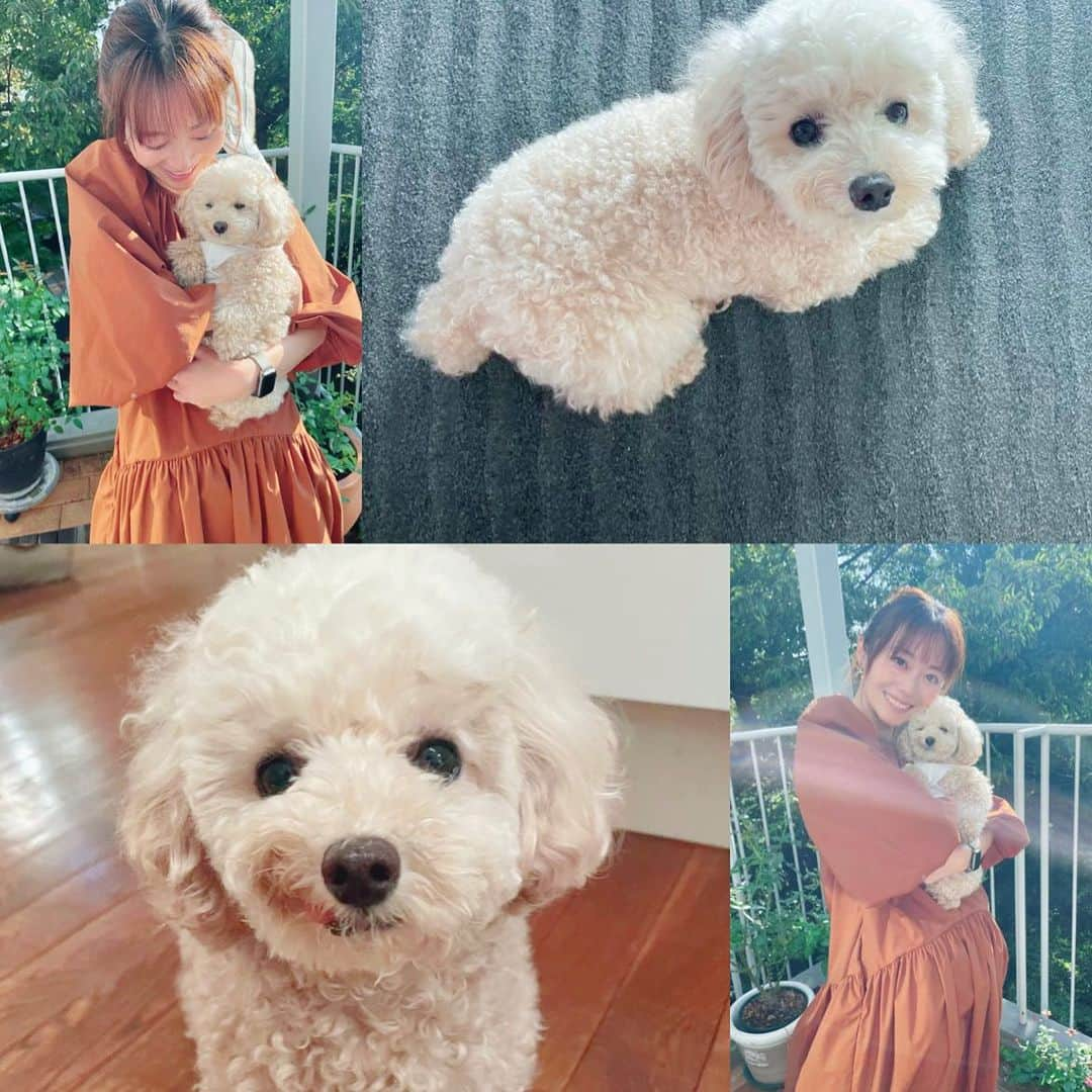 新津由衣のインスタグラム：「新津ファミリーに新しい家族が増えました✨  犬の保護団体「小さな命を守る会」で出逢った、6歳の保護犬を この度私たち家族がお迎えすることになりました。  タイニープードルの男の子😋  名前は「ポコ」と名づけました。  ふわふわのモコモコで、やさしくて穏やかなのんびり屋さんです☁️  2年前に天国へ旅立った、ぷーちゃんに弟ができたね🐶🐶💕  新津家みんなで、 たくさんの愛情を注いでこの子を守っていこうとおもいます🤍❤️  これから、よろしくね！！  ///////  今回、はじめてお世話になりました「小さな命を守る会」のみなさま、預かりボランティアの方々、ありがとうございます。  とても信頼できる団体さんで、安心のもと、ポコを迎えることが出来ました。 保護犬を守っている多くの方々へ 尊敬と感謝を。  #小さな命を守る会 #保護犬 #ボランティア #ようこそ #ポコ #新しい家族」