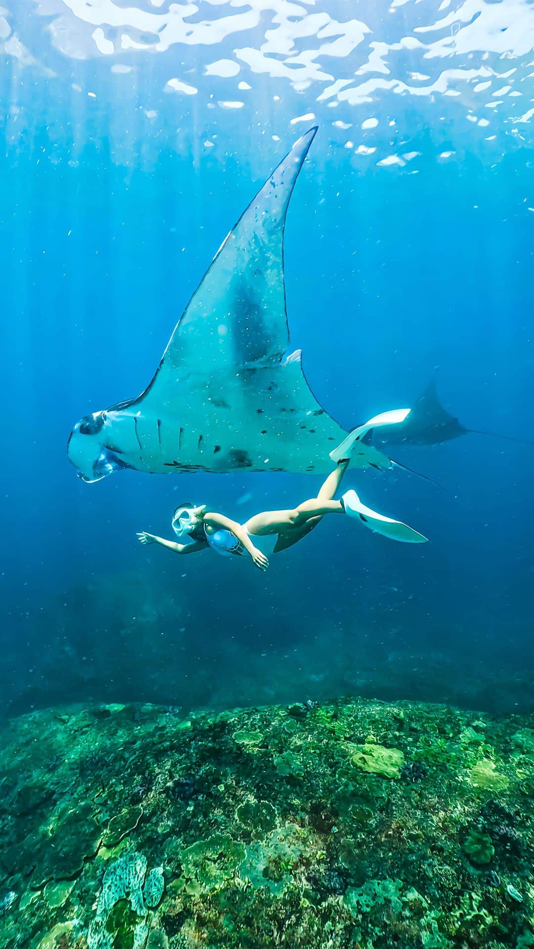 近藤あやのインスタグラム：「Memories of swimming with manta rays in the waters of Nusa Penida Island🐠🏝 w/ @gopro @goprojp ⠀ ⠀ ヌサペニダ島でマンタとシュノーケリング🤿 前回は、バリ島すぐ横のレンボンガン島で、 ダイビングしてやっと見つけたマンタと、 今回は水着で泳いできた！太平洋のマンタなので とっても大きくて...その姿に感動🥹✨⠀ ⠀ 初めてあやちゃんと泳いだ時は、 (メキシコ・セノーテ🇲🇽)こんなに 深く潜れなかったのに、追い撮りしてて、 あやちゃんの成長にも感動しちゃったよ😂笑 最高の思い出ができました✌️✨⠀ ⠀ #バリ島 #ダイビング #underwaterphotography #manta #bali #gopro #h122023 #underwaterphotographyguide #snorkel #blueworld #underwater #bluecharge #GoProHERO12 #GoProJP #freediving #diving #scubadiving #マンタ #스킨다이빙 #nusapenida」