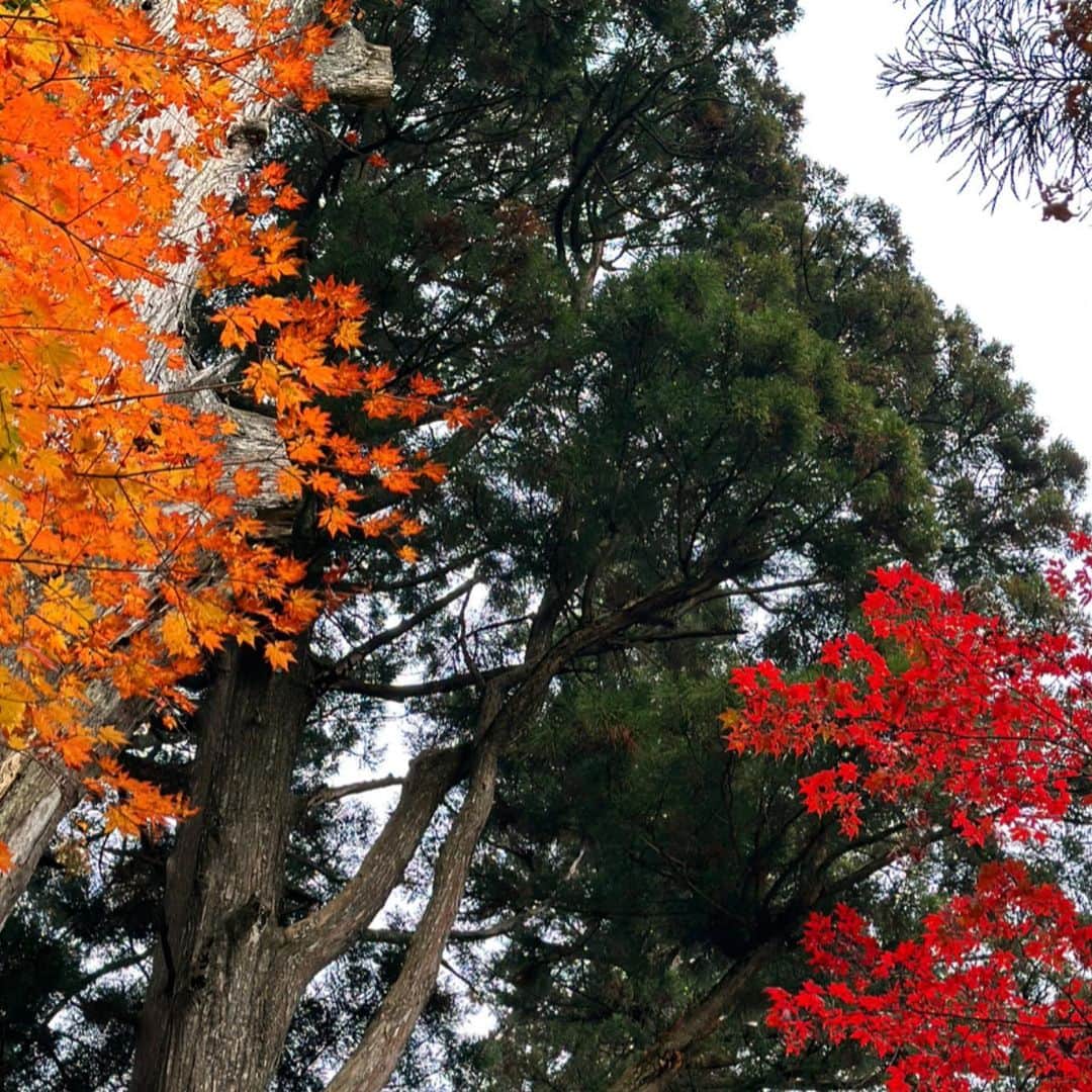 上原歩さんのインスタグラム写真 - (上原歩Instagram)「* 🌳🌳🌳 週末はなんだかんだと家の所用も多いです。 その経由で楽しめる寄り道回り道を探すのが楽しみだったりします。🚚  ところどころ色付いた紅葉も見ることができました。 日本の四季は格別におもしろく美しく大好きです。  植物の発するエネルギーは五感を超えて自分でも気づけないほど与えられている🧚 頻度高めで自然に触れないと枯れてしまいます私🍃  綺麗だね〜綺麗だね〜って 言っても言ってもたりないくらい。 美しくて✨心ぴかぴかです。  ・ _________________________________________  #love #life #loveislove #autumn #mood #beautifulsence #四季 #日本 #秋」11月5日 21時16分 - ayumiuehara