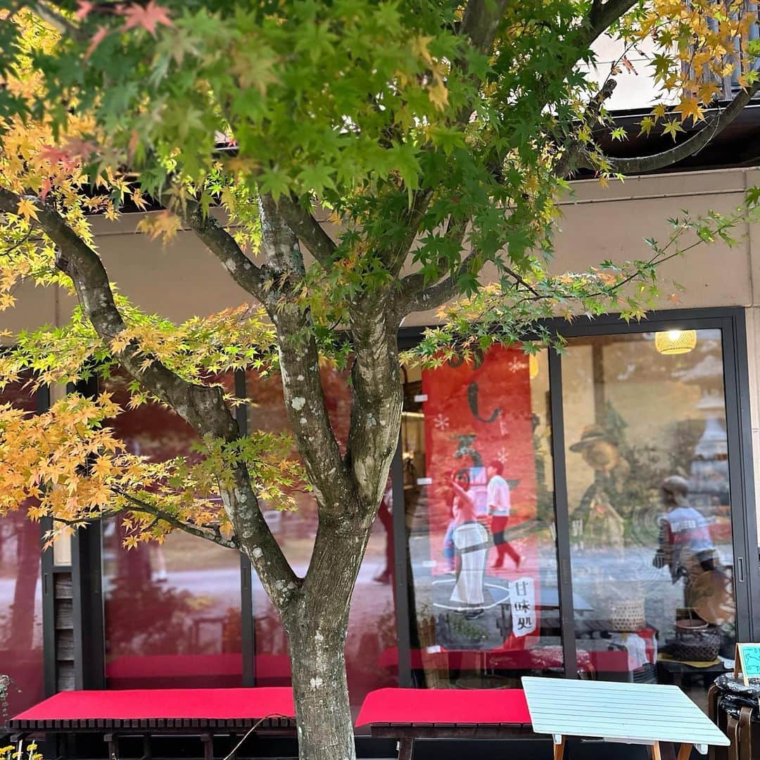 上原歩さんのインスタグラム写真 - (上原歩Instagram)「* 🌳🌳🌳 週末はなんだかんだと家の所用も多いです。 その経由で楽しめる寄り道回り道を探すのが楽しみだったりします。🚚  ところどころ色付いた紅葉も見ることができました。 日本の四季は格別におもしろく美しく大好きです。  植物の発するエネルギーは五感を超えて自分でも気づけないほど与えられている🧚 頻度高めで自然に触れないと枯れてしまいます私🍃  綺麗だね〜綺麗だね〜って 言っても言ってもたりないくらい。 美しくて✨心ぴかぴかです。  ・ _________________________________________  #love #life #loveislove #autumn #mood #beautifulsence #四季 #日本 #秋」11月5日 21時16分 - ayumiuehara