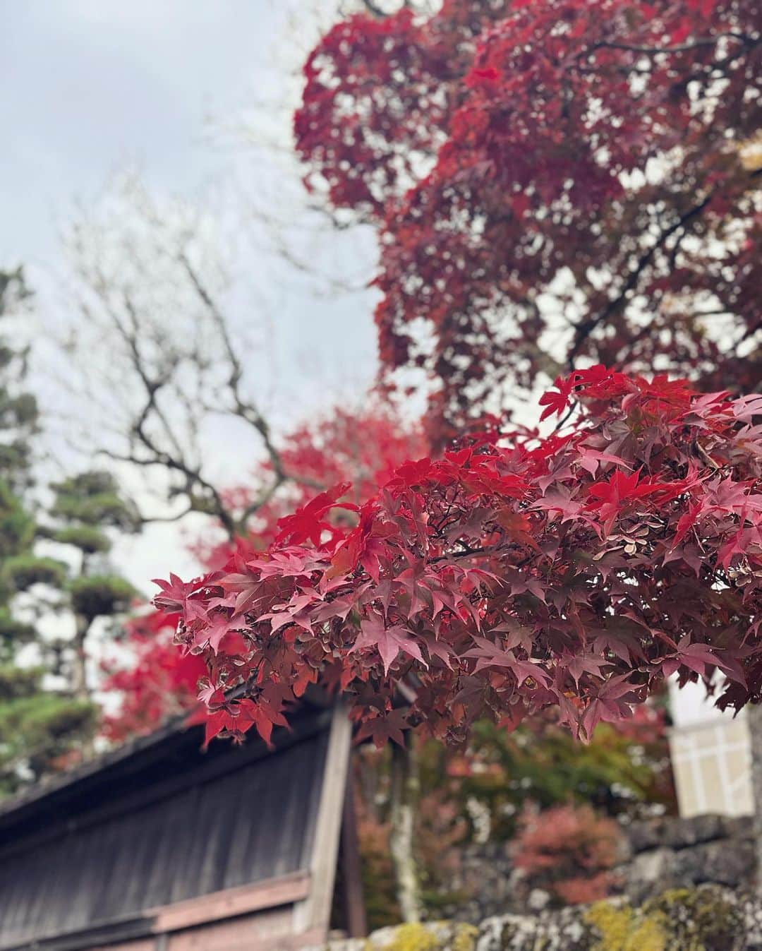 江澤亜弥さんのインスタグラム写真 - (江澤亜弥Instagram)「＊ 秋🍂🍁  #autumn  #日光東照宮 #神橋 #紅葉🍁 #足元の鎖が映えない惜しい  手首休めるのに練習は控えてリフレッシュへ🍂 QTまで全力で頑張ります🔥」11月5日 21時16分 - aya_ezawa