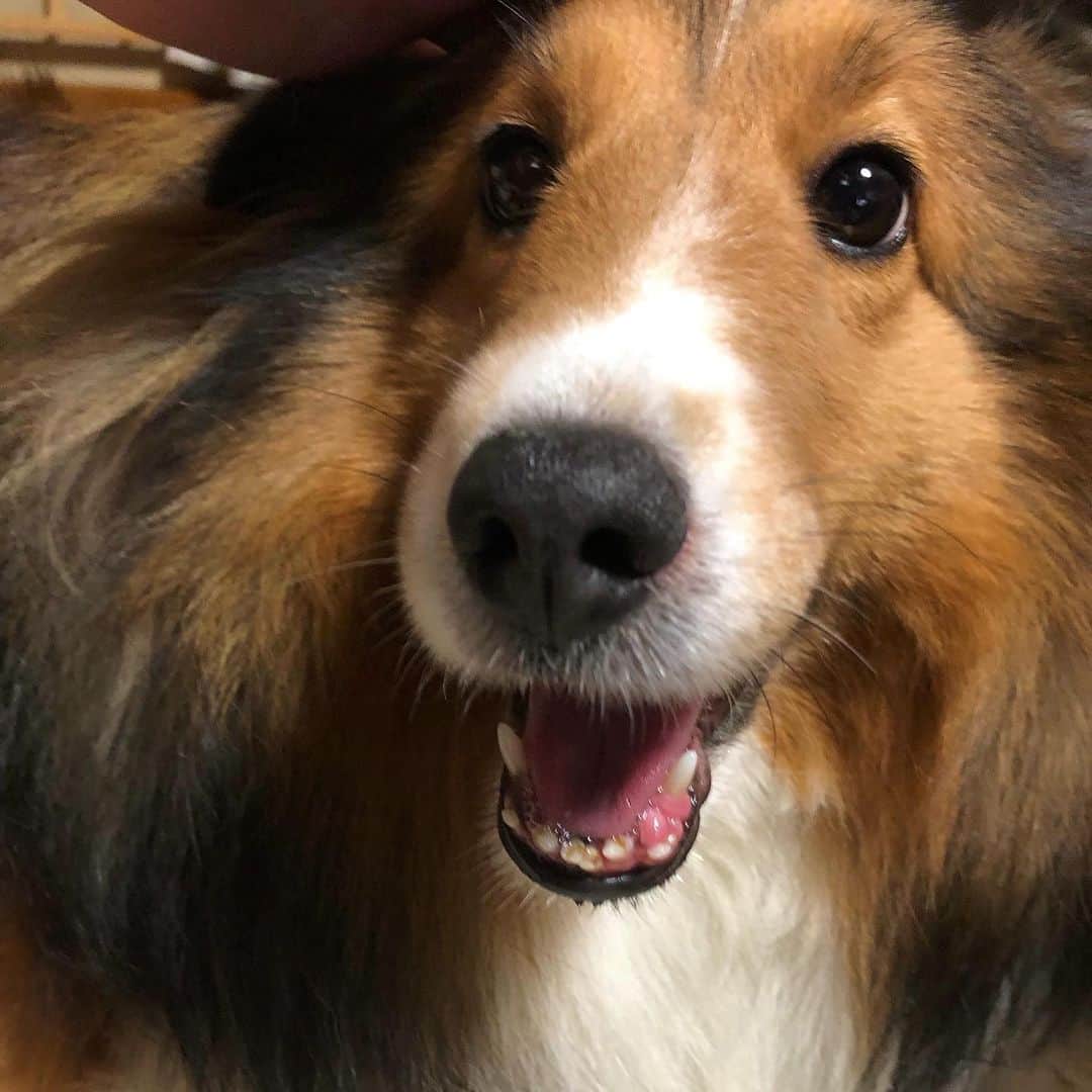 葛巻舞香さんのインスタグラム写真 - (葛巻舞香Instagram)「くーちゃんスペシャル🌟 （特に誕生日でもなんでもないのですが）  くーちゃんは幼少期 とにかくもう落ち着きがなくて 夜も全然寝なくて 動画で撮ってもすぐフレームアウトするし 静止画でとってもブレるし  そりゃあもう大変なおてんば娘でしたが  「あなたは美人になる」 「あなたは頭が良い」  と言い続け、  一度、ある事で がっつり怒ったらそれ以来学習して😂  今では一番 ひとの気持ちをわかる良い子に育ってくれました。 いやぁ、よかったよかった。  まだ… 甘えん坊で、びびりーで、いたずら好きな 手のかかる所はあるけれど、、 これはもう、この子の性格🤭  もうね、全部が可愛いのです。  ※４枚目と５枚目、くーちゃんにびびり、嫌がってる先住犬のひまちゃんの顔が🤭w  #シェットランドシープドッグ #シェルティ #シェルティー」11月5日 21時39分 - maika.kzm