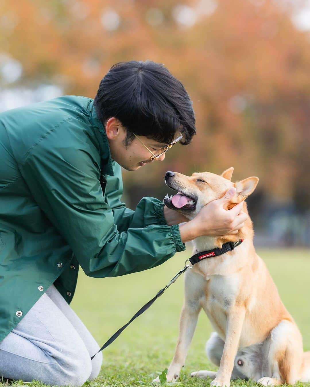 ねりお弘晃のインスタグラム：「⠀ ⠀ 初のドッグランに繰り出しまして🐶🔴  友達が会場で写真を撮るサービスを請け負っており、これは撮るしかない！！！と頼みました📷  サンプルで数枚送ってきてくれたんですが、大満足です😎  そして、相変わらずのち◯ち◯㊗️  #山陰柴犬 #柴犬 #shibainu #小田原 #上府中公園 #ドッグラン」