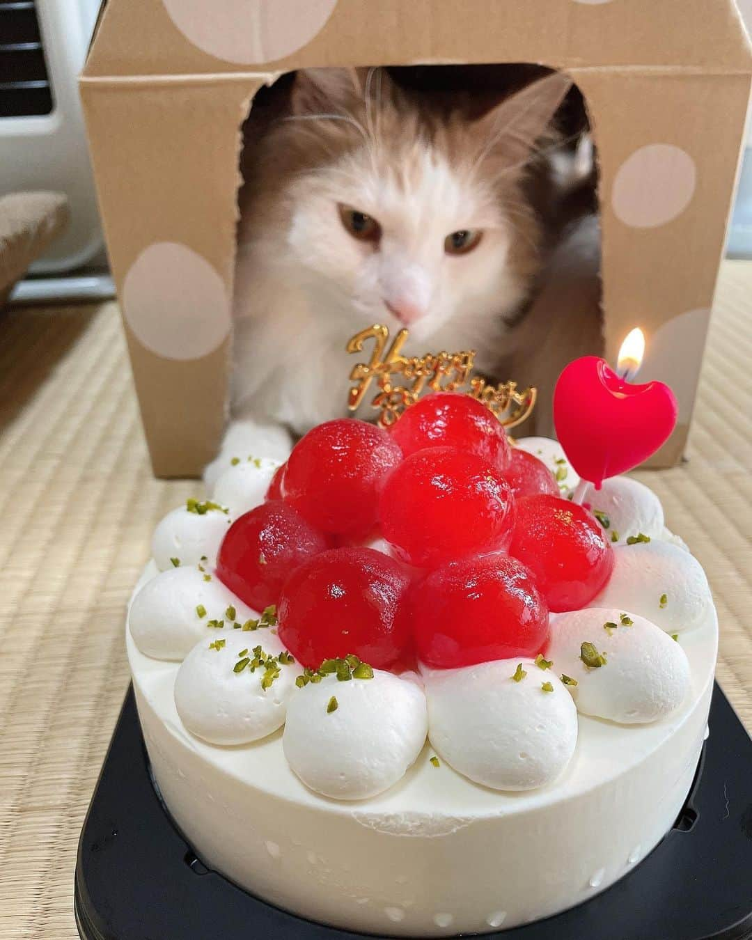 亜羽音さんのインスタグラム写真 - (亜羽音Instagram)「うちの🐈が5歳になりました！ ハッピーバースデー‼️✨♡ うちに来てくれてありがとう❤️🥳 （ケーキは人間が美味しく食べました♪）  #誕生日#ケーキ#バースデー#ハッピーバースデー #5歳」11月5日 21時52分 - ahanechan