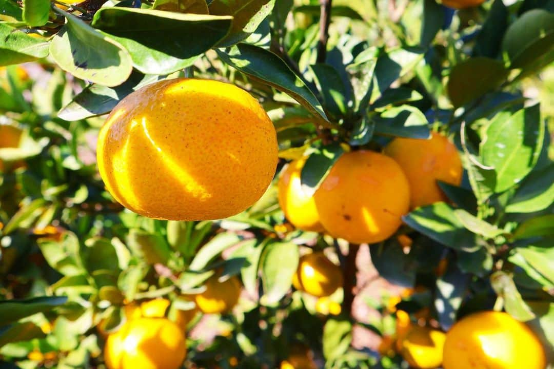 真野淑實さんのインスタグラム写真 - (真野淑實Instagram)「🍊  三連休、最終日🌿 みかん狩りや、親子防災教室からのピクニック、習い事…と 家族でたっぷり満喫しました。  以前、メロンの時期に取材させて頂いた 伊豆フルーツパークでは、みかんの時期に入り みかん狩りができます🍊  webでサクッと予約できるので 思い立った時に、気軽に行くことができるのが 子連れにはありがたいです🥰  ちなみに、このみかん狩りに、釜飯ランチや 浜焼き食べ放題のランチプランがつけられるコースも オススメです！（取材では釜飯ランチを頂き あまりの美味しさに仕事を忘れました…）  さて、今日は今から夜まで浜松で司会のお仕事！ 実は浜松に降りるのは初めて… 頑張ってきます🎤  #伊豆フルーツパーク #みかん狩り #伊豆観光 #三島観光 #静岡観光 #親子旅  #司会 #アナウンサー #リポーター」11月5日 13時15分 - rie_mano