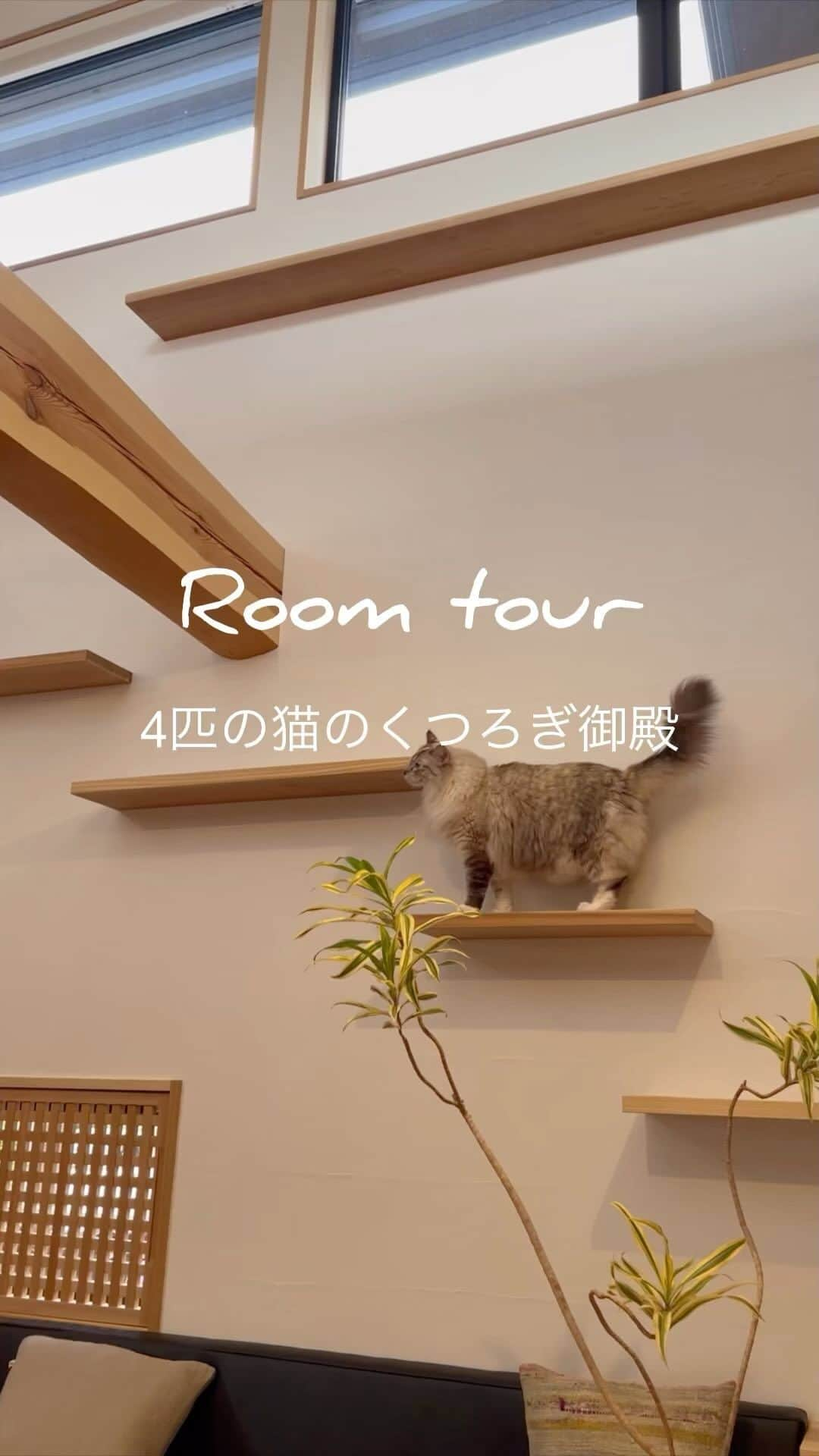 工房信州の家のインスタグラム：「【ルームツアー】4匹の猫とくつろぎ御殿  #ルームツアー #猫がいる暮らし #キャットステップ #工房信州の家 #フォレストコーポレーション #自然素材の家づくり #エアパス」