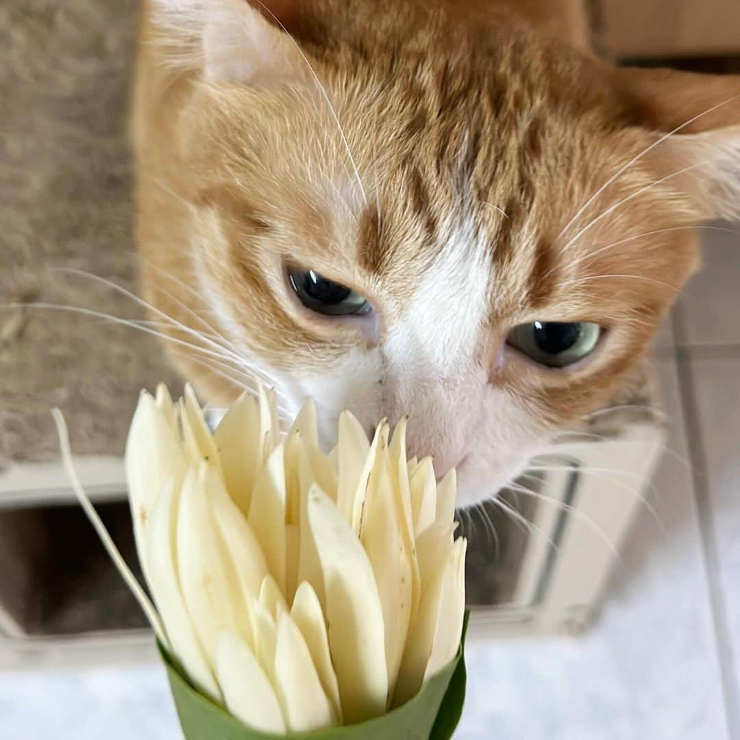 tamatamagoのインスタグラム：「ジャンピーと言うお花💐  おっかさんはこの花が大好き。 すごく良い香りがするんです😊  今時期なのか、朝マーケットに行ったら こんな風にバナナの葉っぱに包んで何軒かで売られていました😊 2週間前は見かけなかったので 嬉しいなぁ😊  今日一日 クンクン楽しみます😊  最後は朝のマーケットの近くの 大人気ローティー屋さん😊 外国人にも人気のタイ風クレープ？(観光地ではこう書いてあるのをよく見かけます)。 ほぼ100%ムスリムのお店。ザ！南タイ！な朝ごはんの定番です😊動画のプレーンはサクサククロワッサンみたいな感じ。卵入りやバナナ入りの甘系もありますよ〜😋😋  2023/11/05  #จำปี #แมว #แมวไทย #catthailand  #gingercat #gingercatsrule #gingercatsofinstagram #orangecat #tortiesofinstagram #catsofinstagram #kucing #kucinglucu #thaicat #猫好きさんと繋がりたい #タイ好きな人と繋がりたい #タイ暮らし」