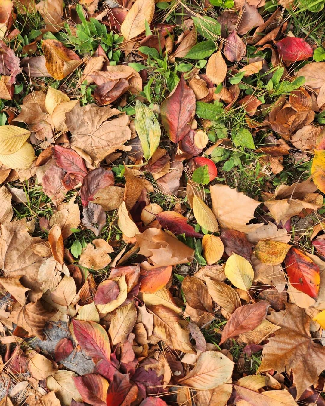 チョン・シアさんのインスタグラム写真 - (チョン・シアInstagram)「너가 보내준 가을🍁🍂  엄마! 오늘은 별 위를 걸었어~  #서우공주_」11月5日 14時08分 - jung.sia