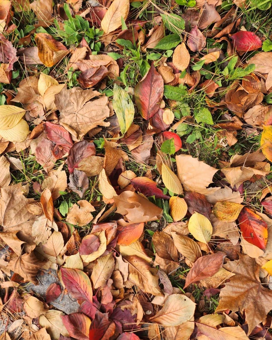 チョン・シアのインスタグラム：「너가 보내준 가을🍁🍂  엄마! 오늘은 별 위를 걸었어~  #서우공주_」