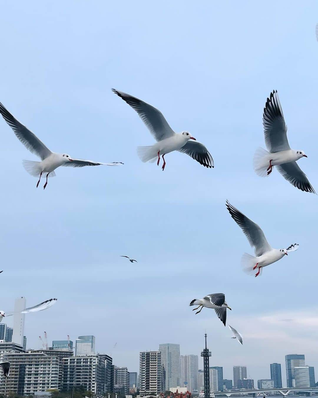 SHIHOさんのインスタグラム写真 - (SHIHOInstagram)「The Birds are following us!!!  海鳥が船に乗る私たちをフォローし始めて、 音楽にのるように舞う姿に、親子で見惚れた。  自由に羽ばたく姿っていいね！ 見てるだけで、すごーく気分が解放される。 (5,6枚目🕊️🕊️)  空、風、海、太陽..... 何よりも大好きなものに囲まれた時間。 みなさんにも伝わりますように💓  바닷새가 배를 타는 우리를 팔로우하기 시작했고,음악을 듣는 듯 춤을 추는 모습에 부모와 자식이 넋을 잃고 바라보았다.  자유롭게 날갯짓하는 모습 보기 좋네! 보기만 해도 너무 기분이 풀린다. (5,6번째🕊️🕊️)  하늘, 바람, 바다, 태양..... 무엇보다 가장 좋아하는 것에 둘러싸인 시간. 여러분에게도 전해지길💓  #クルージング #休日 #連休 #海 #크루징 #휴일 #연휴 #바다」11月5日 14時40分 - shiho_style