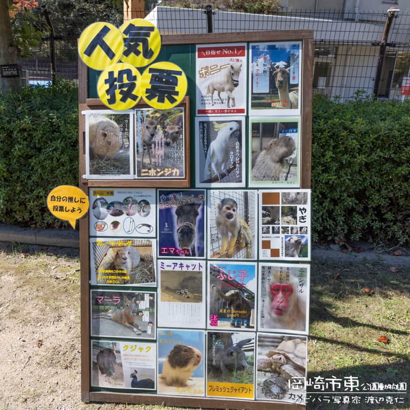 渡辺克仁さんのインスタグラム写真 - (渡辺克仁Instagram)「投票して来ました。 カピバラの「もみじ」は何位に入るかなぁ。  字が汚いのはご愛敬ね。  #東公園ずー #岡崎市東公園動物園 #カピバラ #水豚 #capybara」11月5日 14時43分 - katsuhito.watanabe