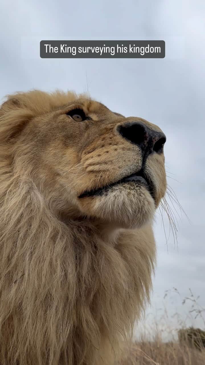 Kevin Richardson LionWhisperer のインスタグラム：「#theking #lionking #majestic_wildlife #lion #happysunday」