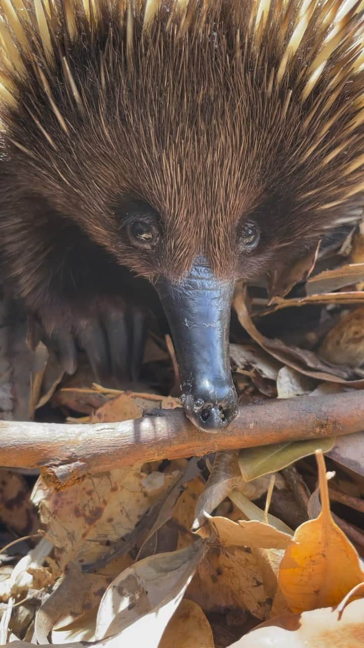 タロンガ動物園のインスタグラム：「Watch out, echidnas about! 🦔  Found on the side of the road, stuck in a storm water drain with an unfortunate broken beak, this little Short-beaked echinda has been resting up at our Wildlife Hospital for some much deserved TLC 🤕   As the weather warms up, a reminder to slow down and watch for furry, spikey, feathered and scaley friends.   Our two Wildlife Hospitals in Sydney and at @tarongawesternplainszoo are open 365 days a year. Link in bio to find out more 🏥」