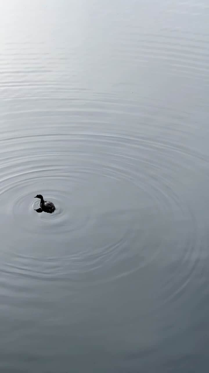 ジェネビーブ・モートンのインスタグラム：「I couldn’t help but film these sweet little ducks 🦆」