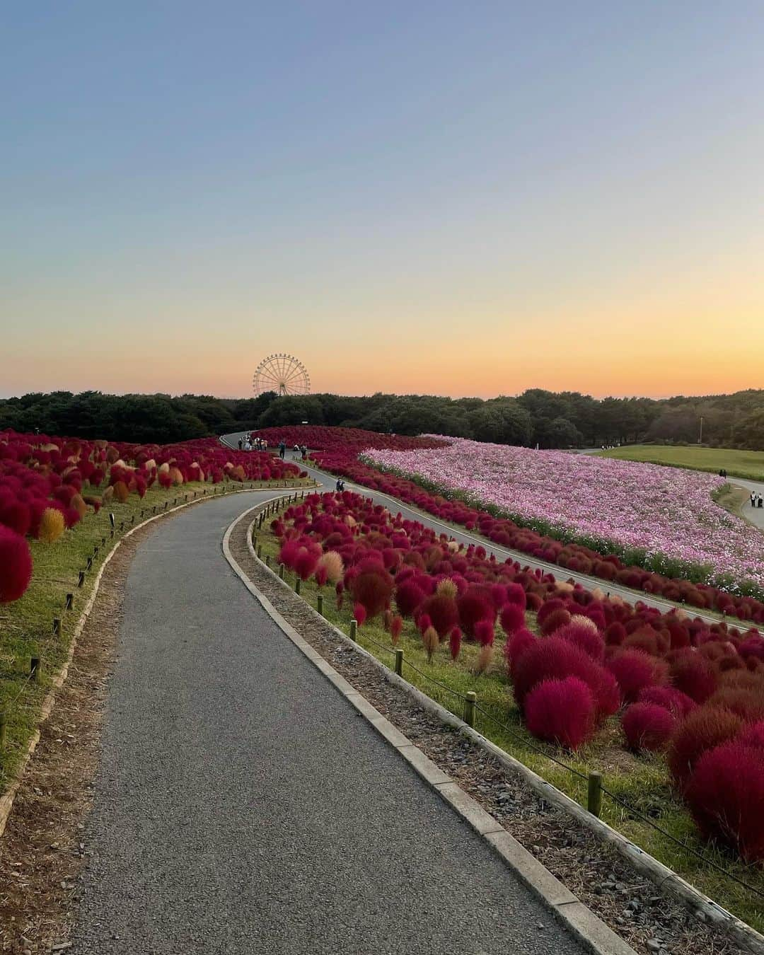 北川玲さんのインスタグラム写真 - (北川玲Instagram)「先日コキアを見に行きまして（´-`）すごく綺麗でした（´-`）コキアよりススキに興味津々な私（´-`）🌾」11月5日 15時54分 - reistagram.co.jp