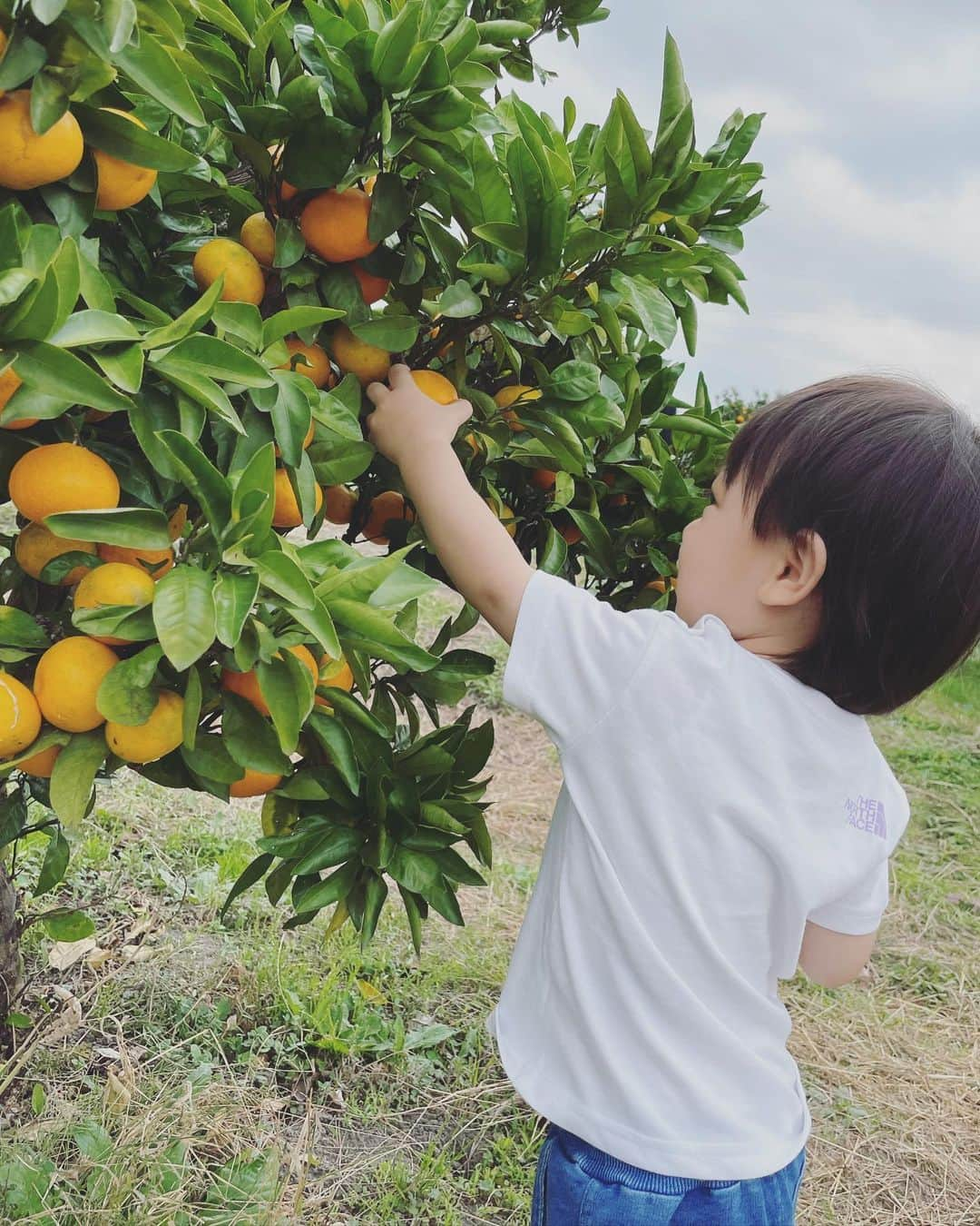 森本さやかのインスタグラム：「#みかん狩り  みんな大好きみかん‪🧡‬‪ 買ってきてもすぐ無くなっちゃうみかん。  みかん狩りは食べ放題だよ〜(˶ᐢᗜᐢ˶) と言っても… みかん狩りやいちご狩りって…🍓🍊 なかなか食べられないんだよね…(´×ω×`)‪(*´罒`*)  家だと5個くらい平気でポコポコ食べちゃう娘だけど 3個しか食べなかった( °▽°)/ｵｲｯ   #子供たちの大好物  #みかん  #秋の味覚  #みかん狩り🍊  #みかん美味しい」