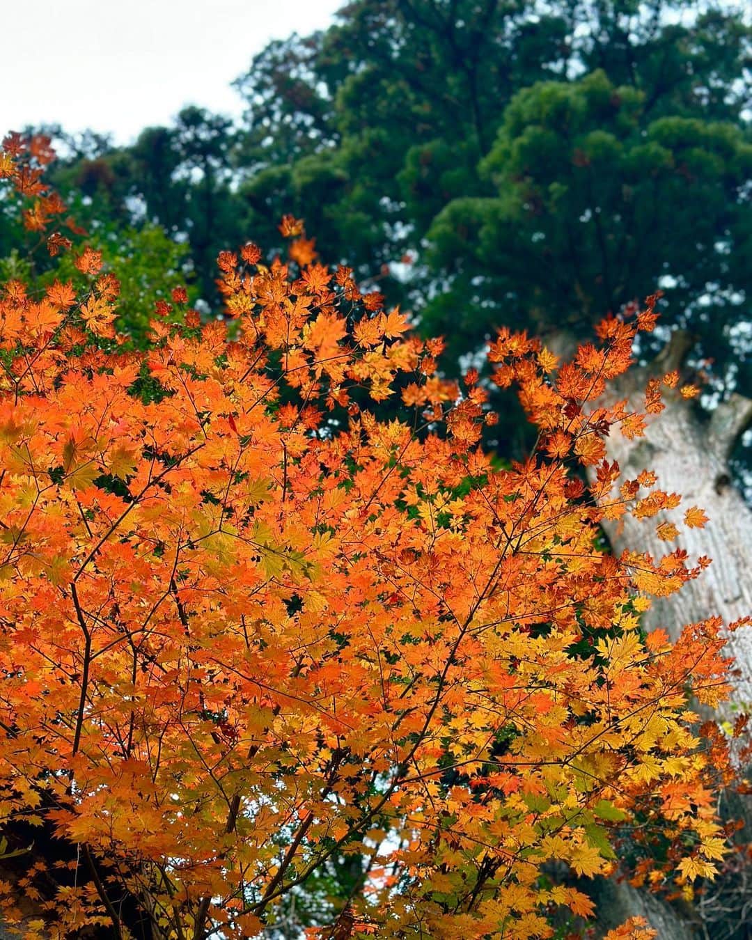 上原歩さんのインスタグラム写真 - (上原歩Instagram)「* 紅葉 この季節ならではの 一瞬の高揚  🍁🍁🍁🍂  __________________________________________  #love #life #loveislove #autumn #beautifulsence #beautiful #mountain #紅葉 #日本の四季」11月5日 16時24分 - ayumiuehara