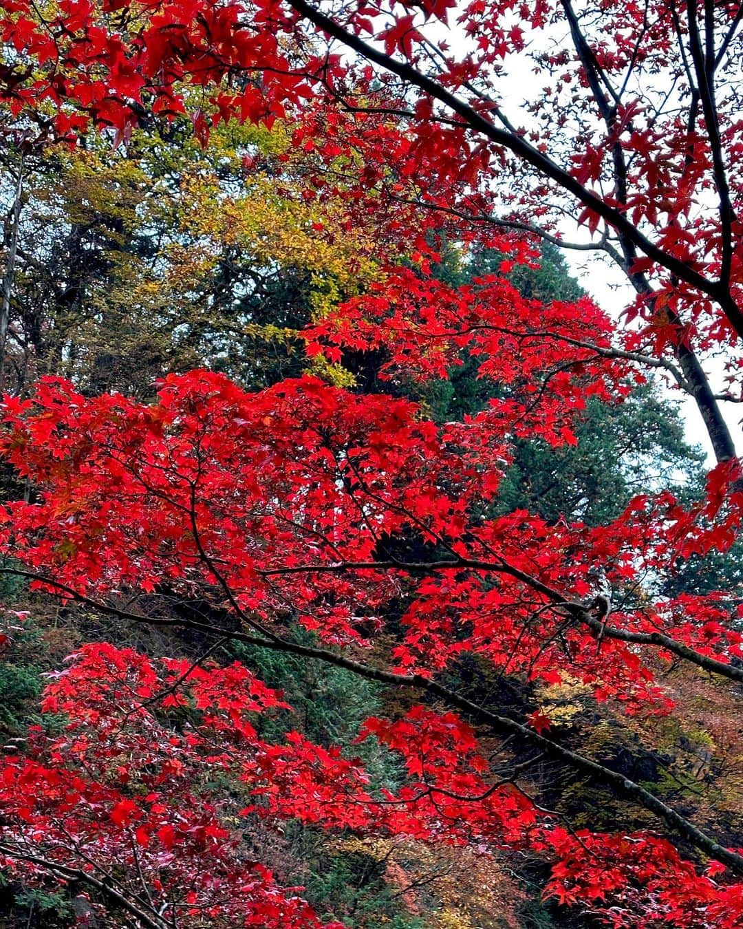 上原歩さんのインスタグラム写真 - (上原歩Instagram)「* 紅葉 この季節ならではの 一瞬の高揚  🍁🍁🍁🍂  __________________________________________  #love #life #loveislove #autumn #beautifulsence #beautiful #mountain #紅葉 #日本の四季」11月5日 16時24分 - ayumiuehara