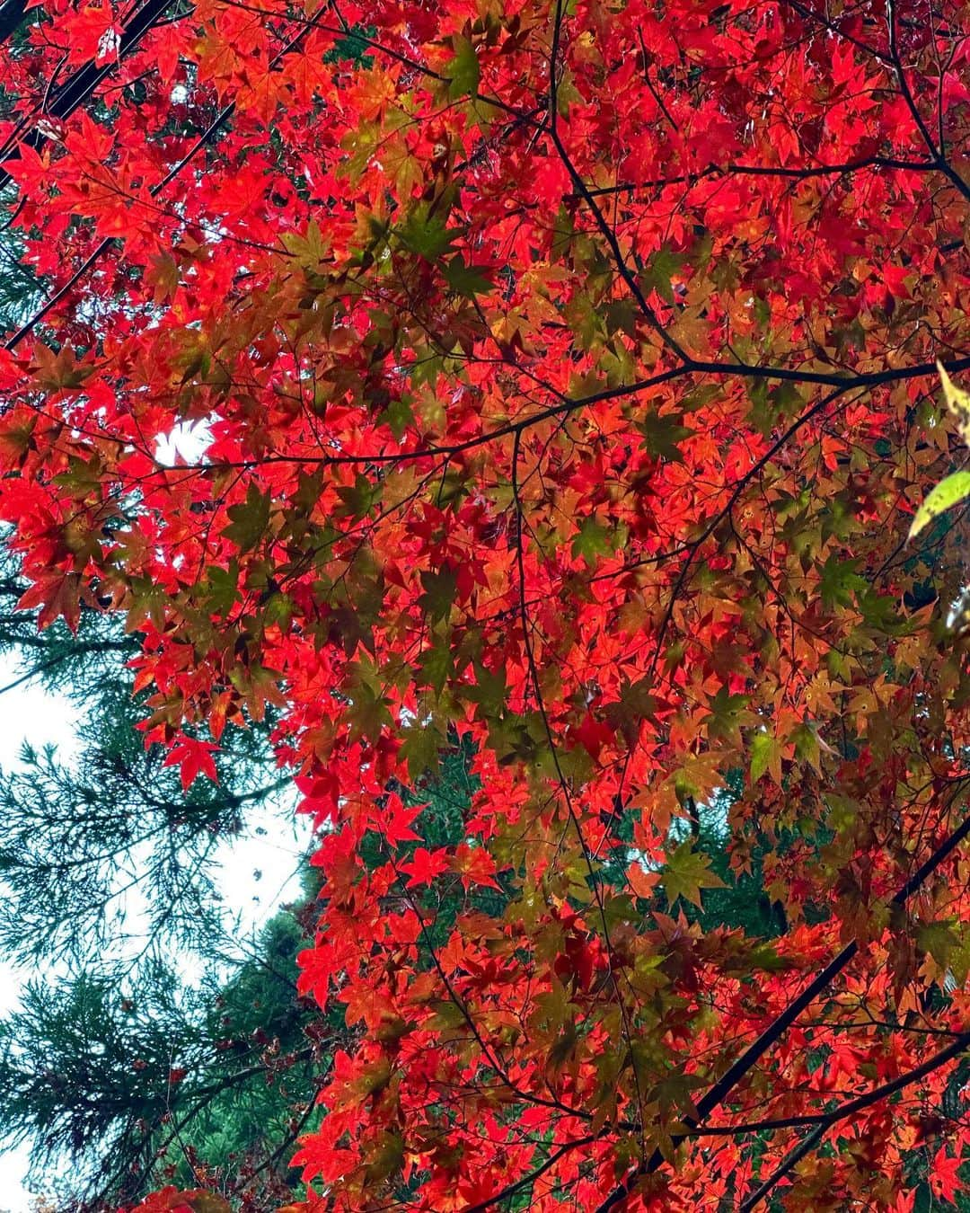 上原歩のインスタグラム：「* 紅葉 この季節ならではの 一瞬の高揚  🍁🍁🍁🍂  __________________________________________  #love #life #loveislove #autumn #beautifulsence #beautiful #mountain #紅葉 #日本の四季」