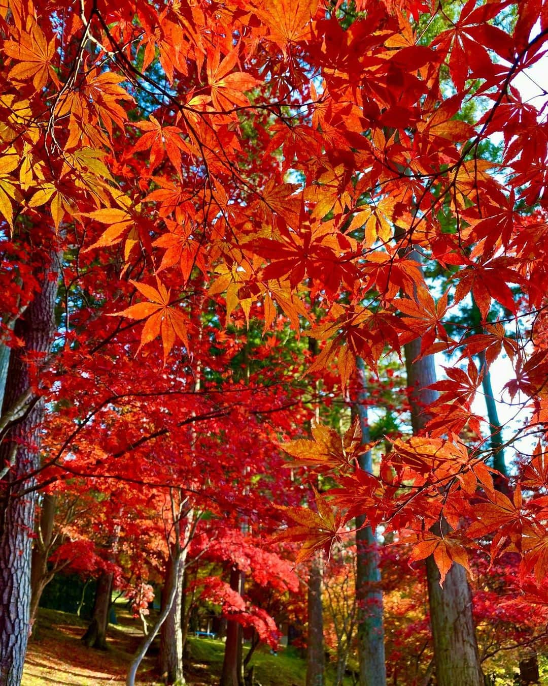 新山大さんのインスタグラム写真 - (新山大Instagram)「こんにちは🍁 いちょうかおりです🍂  #次女 #南郷 #不習岳 #紅葉 #見頃」11月5日 16時41分 - dai_niiyama