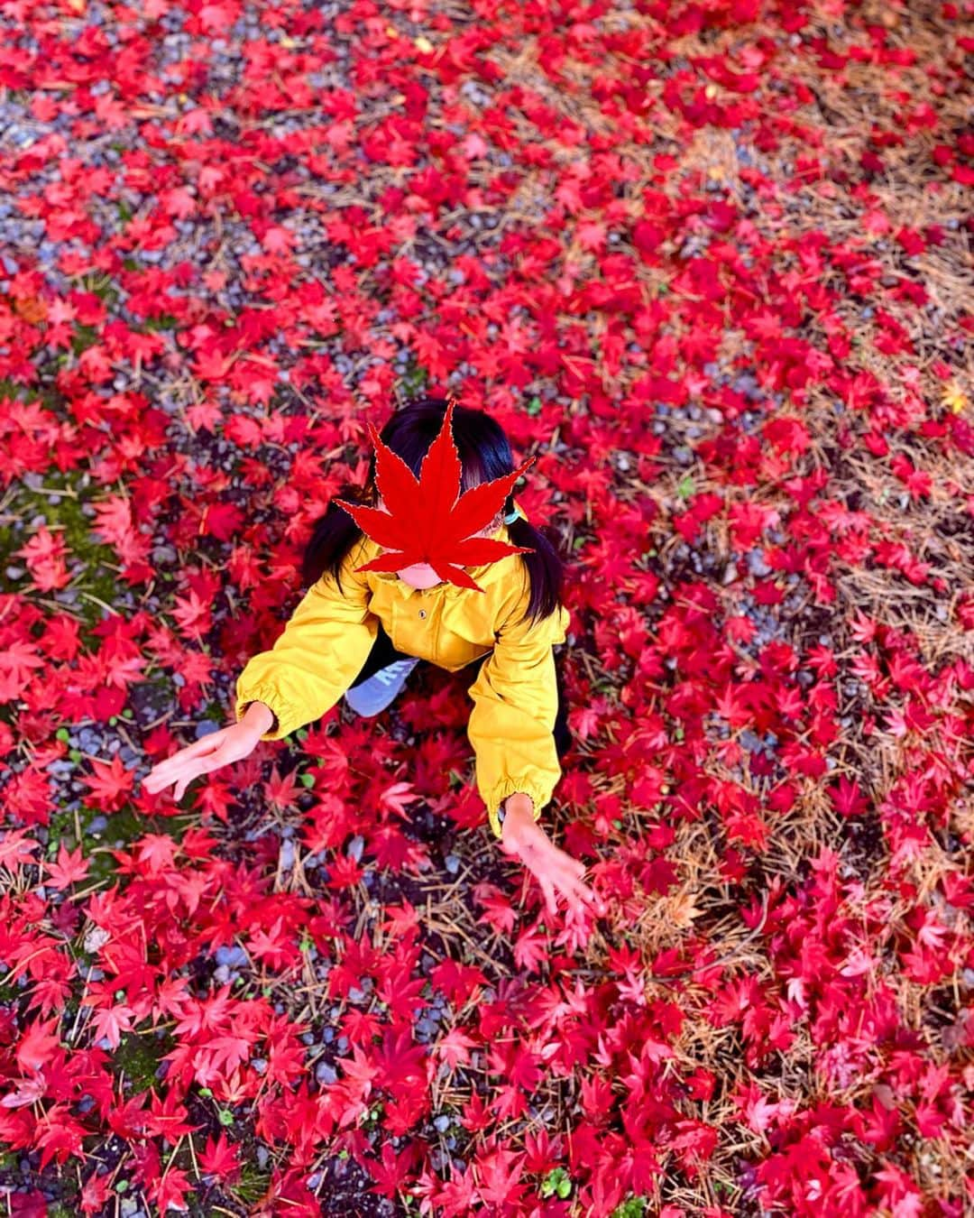 新山大さんのインスタグラム写真 - (新山大Instagram)「こんにちは🍁 いちょうかおりです🍂  #次女 #南郷 #不習岳 #紅葉 #見頃」11月5日 16時41分 - dai_niiyama