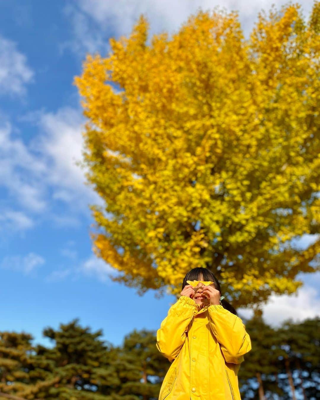 新山大さんのインスタグラム写真 - (新山大Instagram)「こんにちは🍁 いちょうかおりです🍂  #次女 #南郷 #不習岳 #紅葉 #見頃」11月5日 16時41分 - dai_niiyama