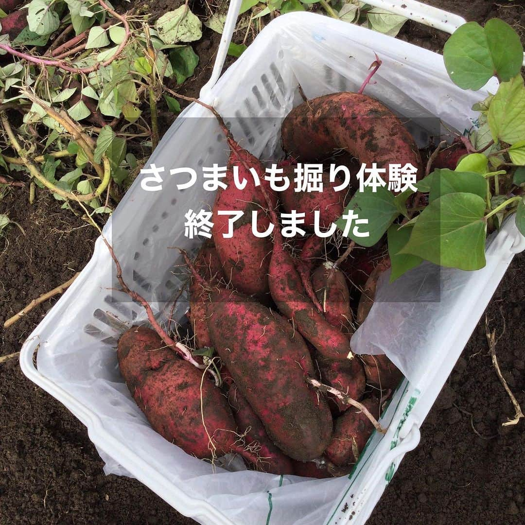 道の駅やちよのインスタグラム：「沢山の方々にお越しいただいた「さつまいも収穫体験」は 本日をもちまして終了とさせていただきます。  ご利用ありがとうございました🙇‍♀️  #お出かけ #道の駅 #道の駅やちよ #道の駅めぐり#地産地消 #農産物直売所 #新鮮野菜 #野菜好き #野菜たっぷり #買い物 #さつまいも掘り #八千代市  #休憩 #やちよ農業交流センター」