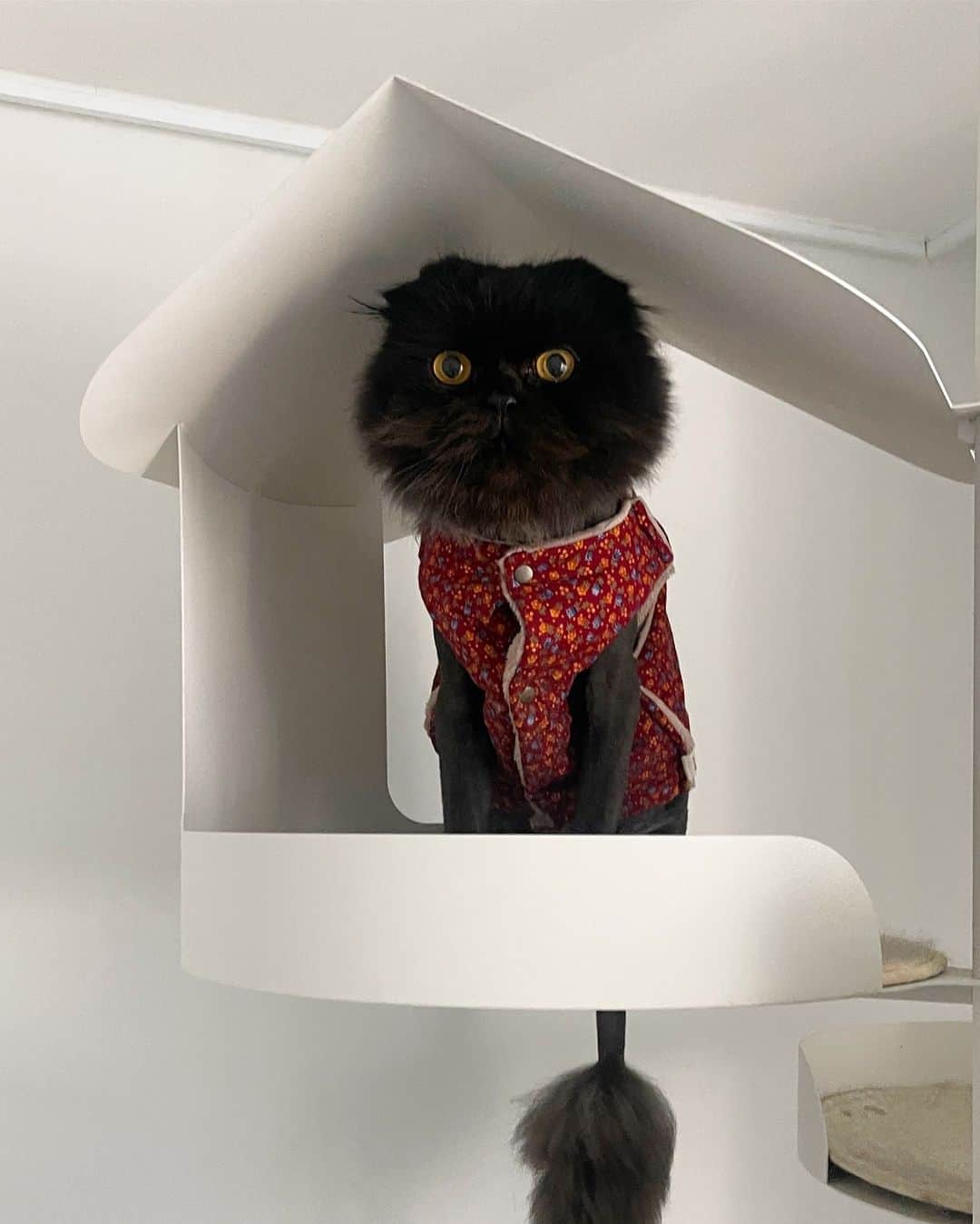 ギモのインスタグラム：「👵🏻 가까이 가면 갓 버무린 열무김치 잘 꾸겨서 입에 넣어줄것 같다.. #cat #gimo #김장쪼끼 #🌶️」