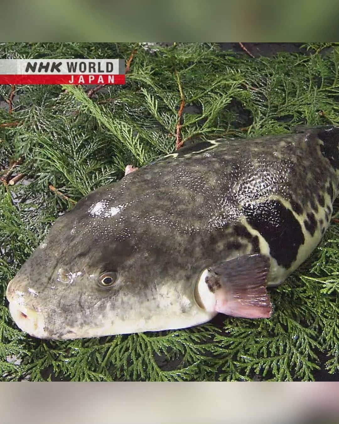 NHK「WORLD-JAPAN」のインスタグラム：「Don’t be afraid of fugu!🐡😦 Even though this fish was once banned in Japan, it was still eaten in secret, giving birth to different methods of preparation.🔪 Today, in the hands of a licensed experienced chef, fugu is not only safe but delicious, with professionals using both traditional and newer, unconventional methods to share its unique flavor to a wider audience.😋 . 👉Discover more about this interesting fish and the ways to eat it｜Watch｜Trails to Oishii Tokyo: FUGU｜Free On Demand｜NHK WORLD-JAPAN website.👀 . 👉Tap in Stories/Highlights to get there.👆 . 👉Follow the link in our bio for more on the latest from Japan. . 👉If we’re on your Favorites list you won’t miss a post. . . #fugu #pufferfish #blowfish #ふぐ #河豚 #poisonousfish #fugusashimi #japanfood #winterfood #japanesefood #japanesecooking #oishii #japanesecuisine #japanesedelicacy #umami #discoverjapan #trailstooishiitokyo #shimonoseki #tokyo #nhkworldjapan #japan」