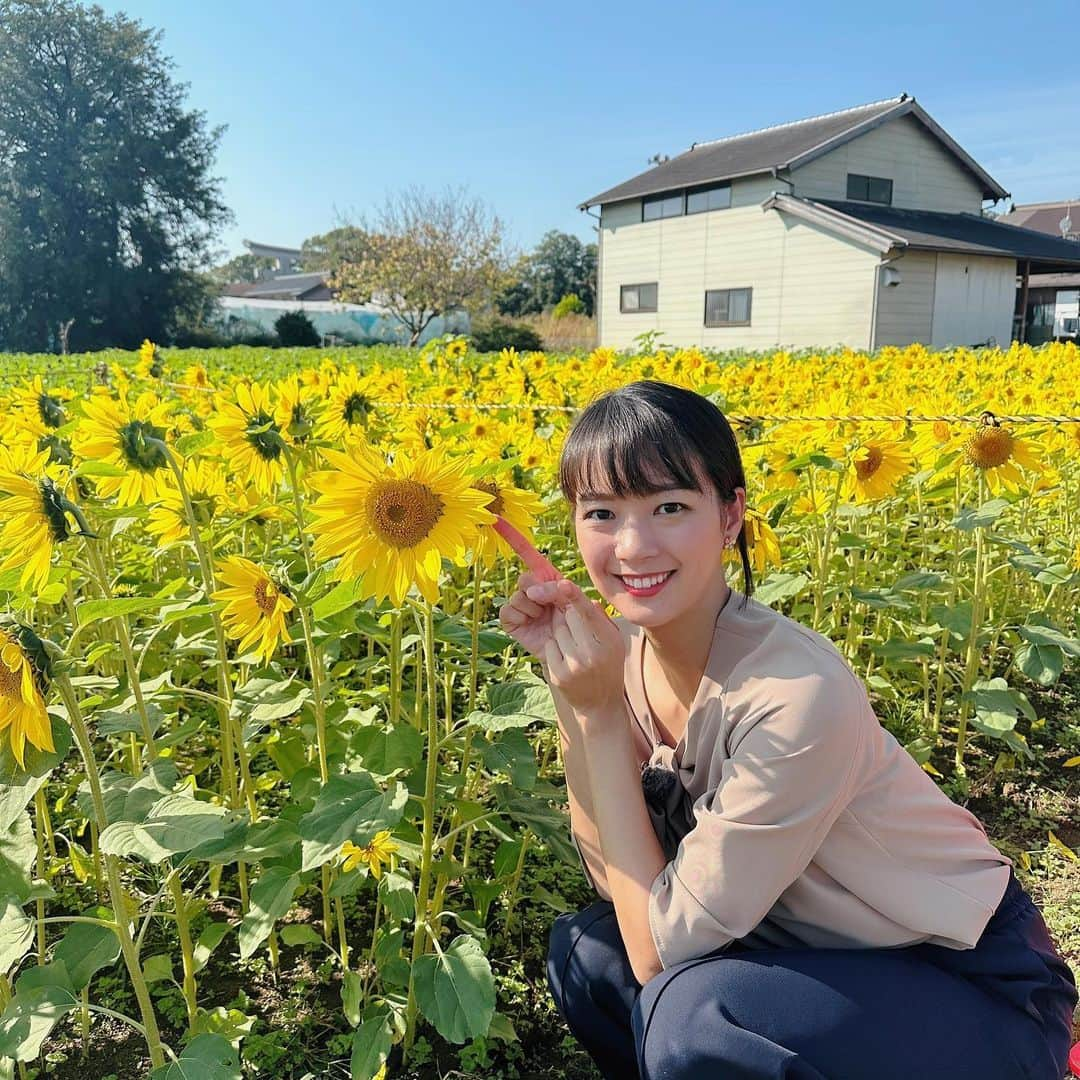 紀真耶のインスタグラム：「サタデーステーションのロケに行きました！ 寒川の冬のひまわりです✨ 元気出ますよね、ひまわりって！  ☆ ☆ #ひまわり #冬のひまわり #寒川町 #夏 #テレビ朝日 #サタデーステーション #紀真耶」