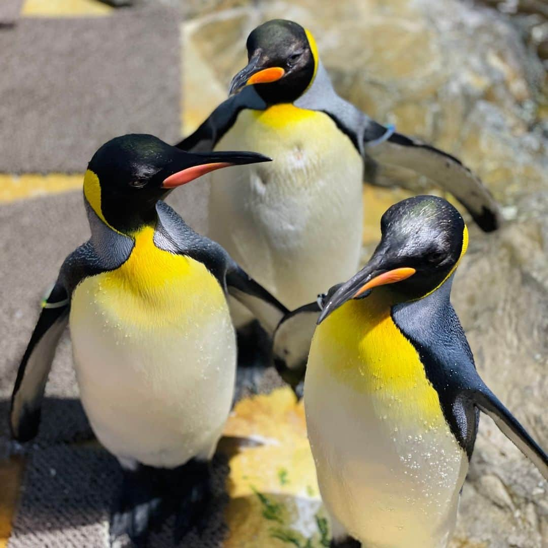 アクアパーク品川のインスタグラム：「オウサマペンギン大集合！🐧🐧🐧 3羽揃うとなんとも迫力があります✨  #オウサマペンギン #KingPenguin #アクアパークfriends #マクセルアクアパーク品川 #MaxellAquaParkShinagawa #アクアパーク #aquapark #アクアパーク品川 #aquaparkshinagawa #水族館 #aquarium #水族館デート #デート #お出かけ #東京 #都内 #品川 #駅近 #東京観光 #屋内遊び場 #品川プリンスホテル #品プリ」