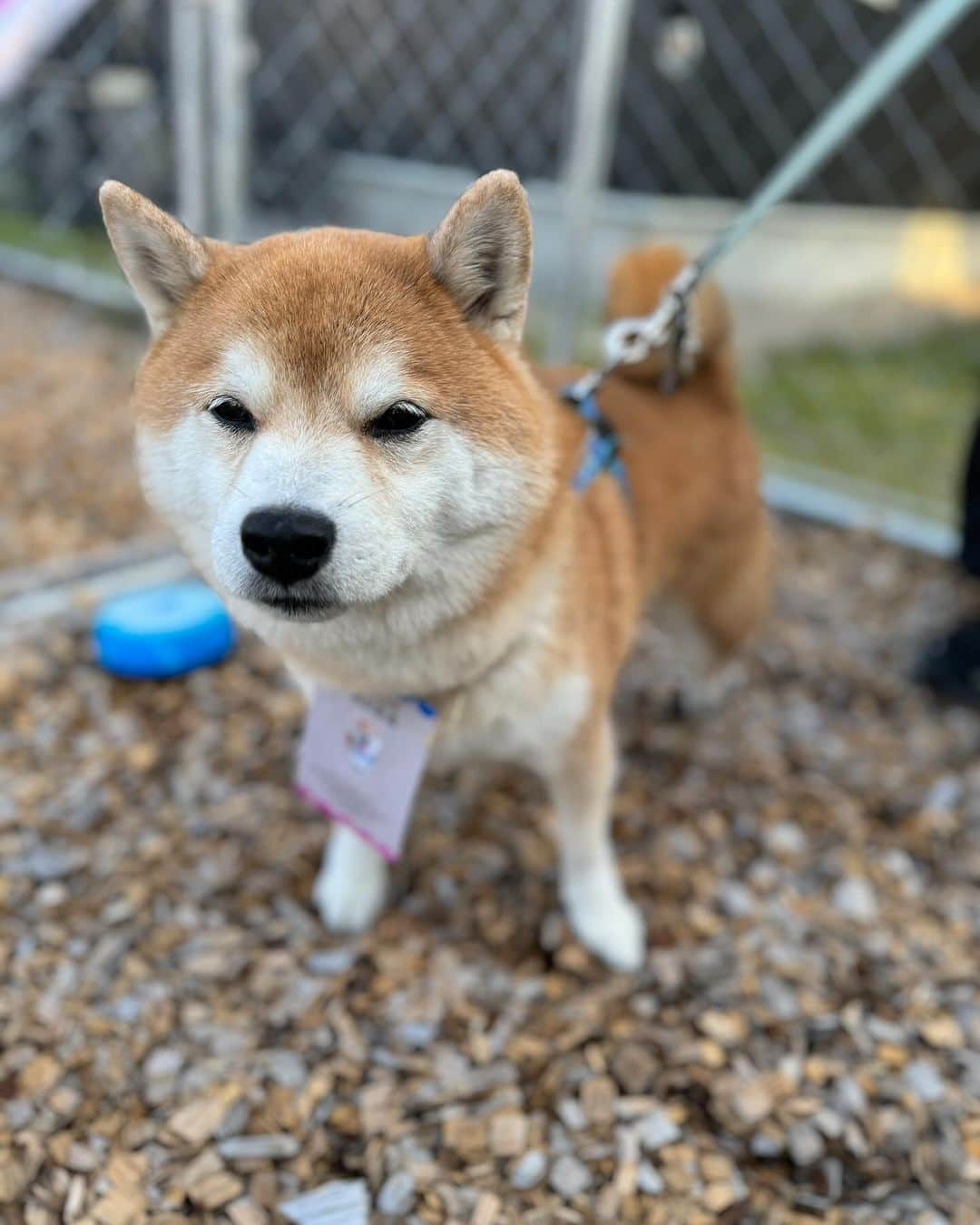 清水香澄さんのインスタグラム写真 - (清水香澄Instagram)「3,4日は愛知県豊田市にある @matsuriba_toyota さんの お犬祭に出店させていただきました☺️  ZIP FMの公開生放送があったり カフェや縁日があったりして わたしたちも楽しめました〜💓 ありがとうございました🤭  オシャレで居心地のいい空間で また普通に行きたい🥹 わんこオフ会とかやりたいな🐶💓  手伝ってくれたかえちゃんありがと〜♪  主催のハチ会長も @hachi8eightdesign  お疲れ様でしたっ！！！  #エイトデザイン #eightdesign  #matsuriba #マツリバ #豊田犬カフェ」11月5日 17時36分 - kasumin_0107