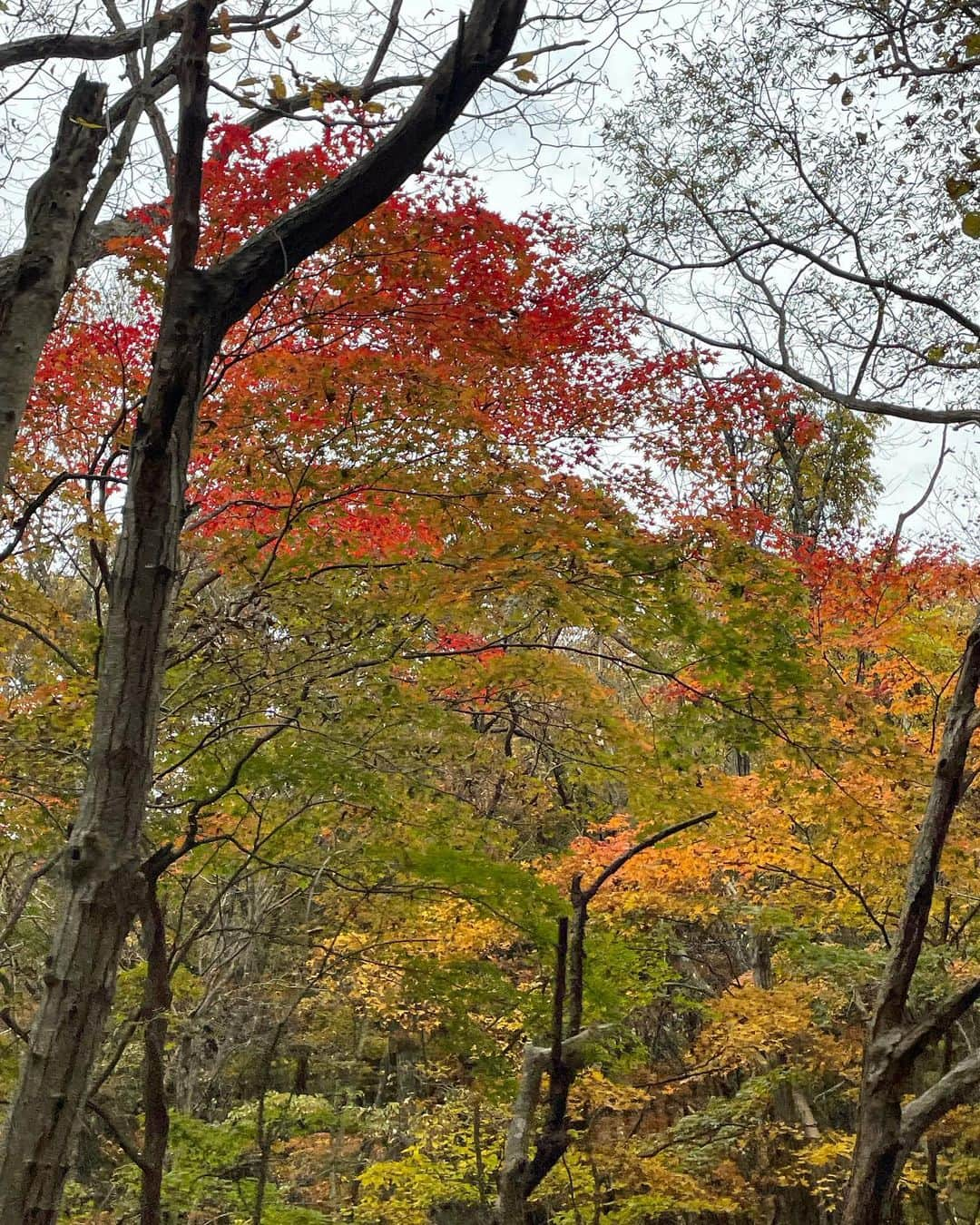 前田亜美さんのインスタグラム写真 - (前田亜美Instagram)「. 🌲🏕🍁⠜ . . . . 何かあった時の為の笛…🐻‍(所さんにもらった✌️) .  #キャンプ  #秋キャンプ  #紅葉」11月5日 17時40分 - ami___maeda0601