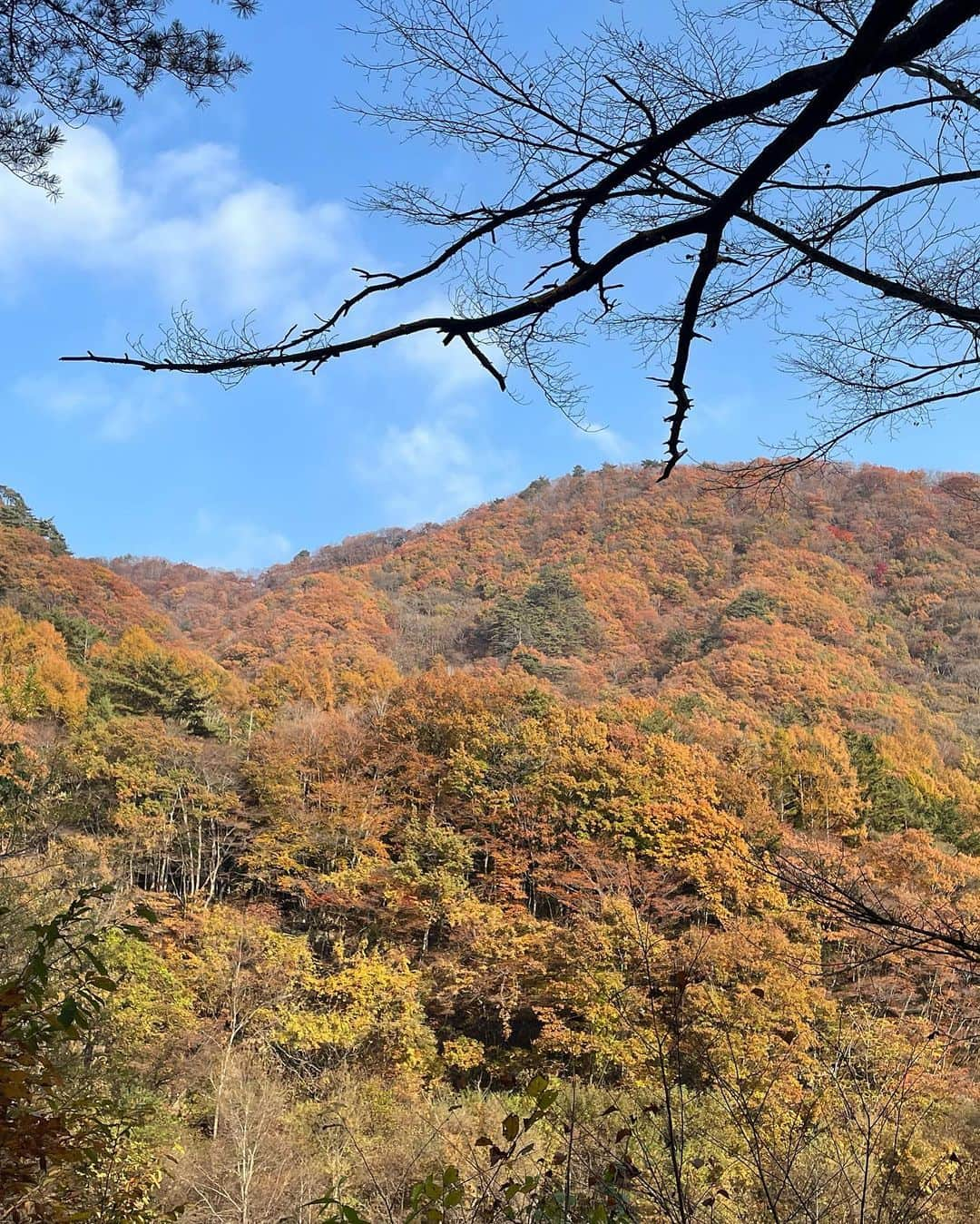 前田亜美さんのインスタグラム写真 - (前田亜美Instagram)「. 🌲🏕🍁⠜ . . . . 何かあった時の為の笛…🐻‍(所さんにもらった✌️) .  #キャンプ  #秋キャンプ  #紅葉」11月5日 17時40分 - ami___maeda0601