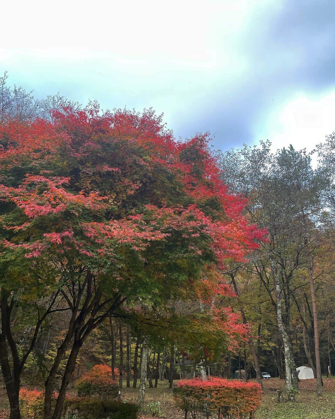 前田亜美さんのインスタグラム写真 - (前田亜美Instagram)「. 🌲🏕🍁⠜ . . . . 何かあった時の為の笛…🐻‍(所さんにもらった✌️) .  #キャンプ  #秋キャンプ  #紅葉」11月5日 17時40分 - ami___maeda0601