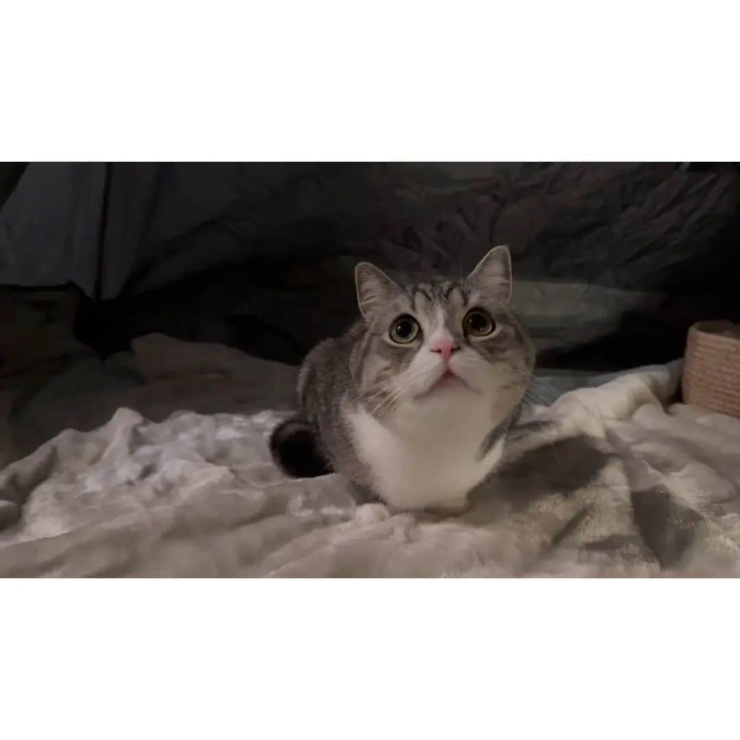 もちまるさんのインスタグラム写真 - (もちまるInstagram)「生まれて初めて猫たちと一緒にお泊まりキャンプしたら大喜びでかわいすぎたw」11月5日 18時00分 - catmotimaru