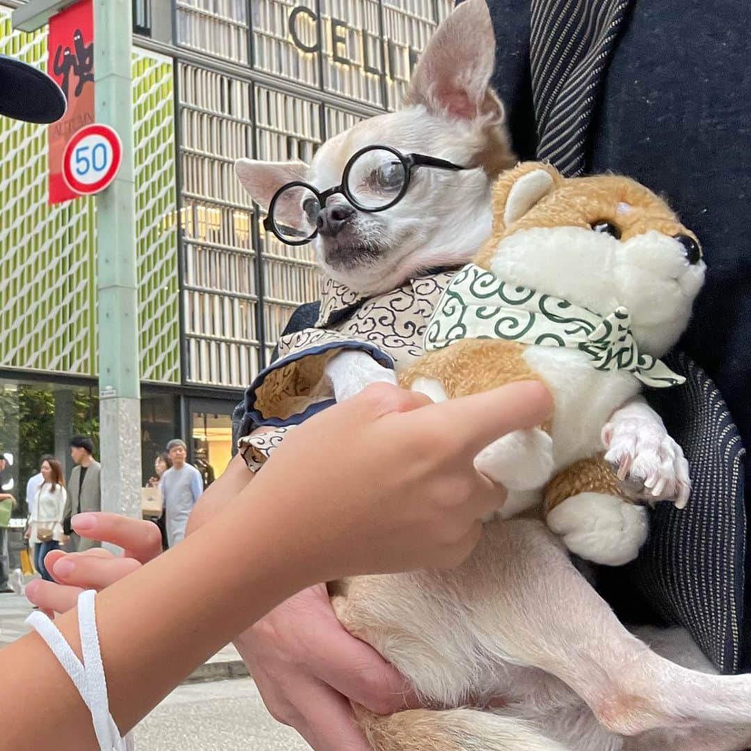 紋次郎さんのインスタグラム写真 - (紋次郎Instagram)「唐草風呂敷を持った柴犬のぬいぐるみをキッズから横取りの紋次郎🤣 2枚目:返して！と言われやむなく…の図  実際は一緒に写真を撮ろうかってなっただけ😊 少年にママさんありがとうございました🙏 #世界中の物は紋次郎の物 #dog#dogstagram#instadog#chihuahua#barkbox#mydogiscutest#buzzfeed#dog_features#fluffypack#barkpack#dogsofinstagram#犬#チワワ#手作り#handmade#着物#fashion#紋次郎一家#チーム茶#ふわもこ部#igersjp#peco犬部#dogfashion #whisky」11月5日 17時59分 - montjiro