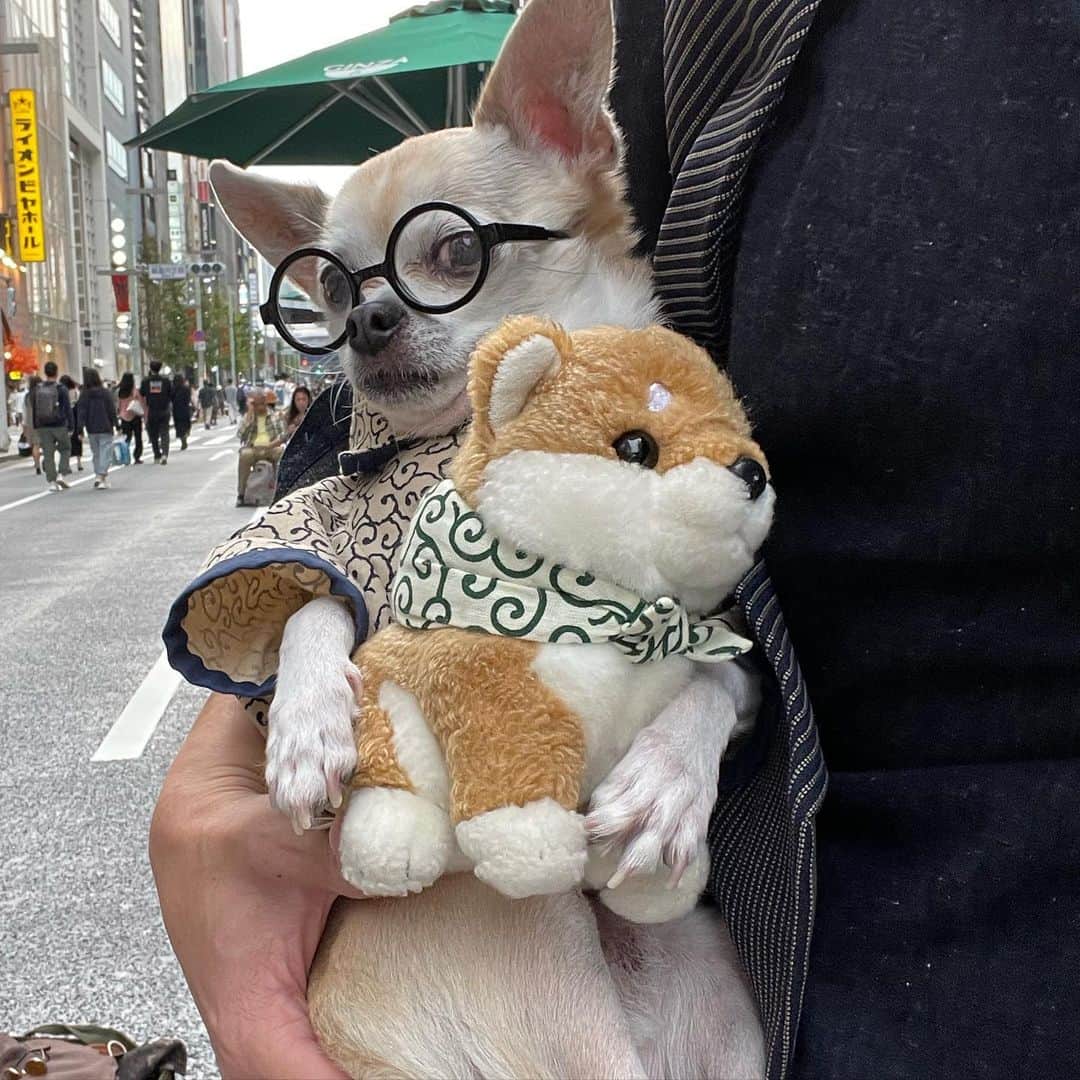 のインスタグラム：「唐草風呂敷を持った柴犬のぬいぐるみをキッズから横取りの紋次郎🤣 2枚目:返して！と言われやむなく…の図  実際は一緒に写真を撮ろうかってなっただけ😊 少年にママさんありがとうございました🙏 #世界中の物は紋次郎の物 #dog#dogstagram#instadog#chihuahua#barkbox#mydogiscutest#buzzfeed#dog_features#fluffypack#barkpack#dogsofinstagram#犬#チワワ#手作り#handmade#着物#fashion#紋次郎一家#チーム茶#ふわもこ部#igersjp#peco犬部#dogfashion #whisky」