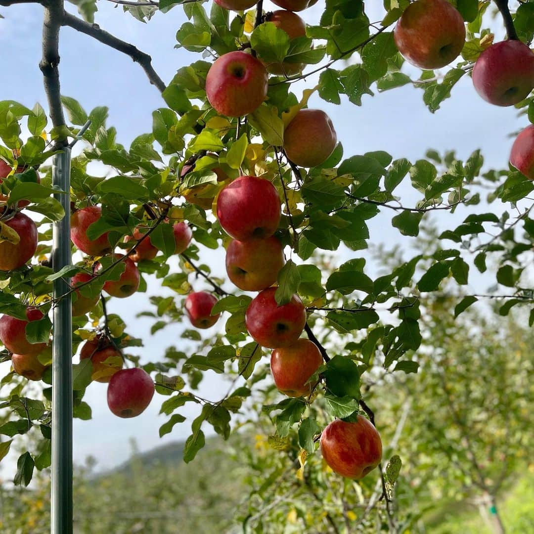 三浦瑠麗さんのインスタグラム写真 - (三浦瑠麗Instagram)「日曜の朝ごはんには、ホットサンドと紅茶。 土曜の夜ごはんはニラとエノキと干しエビのチヂミ。 午後はリンゴ狩りでとってきたリンゴでタルトを焼きました。晩ごはんがわり。」11月5日 17時57分 - lullymiura